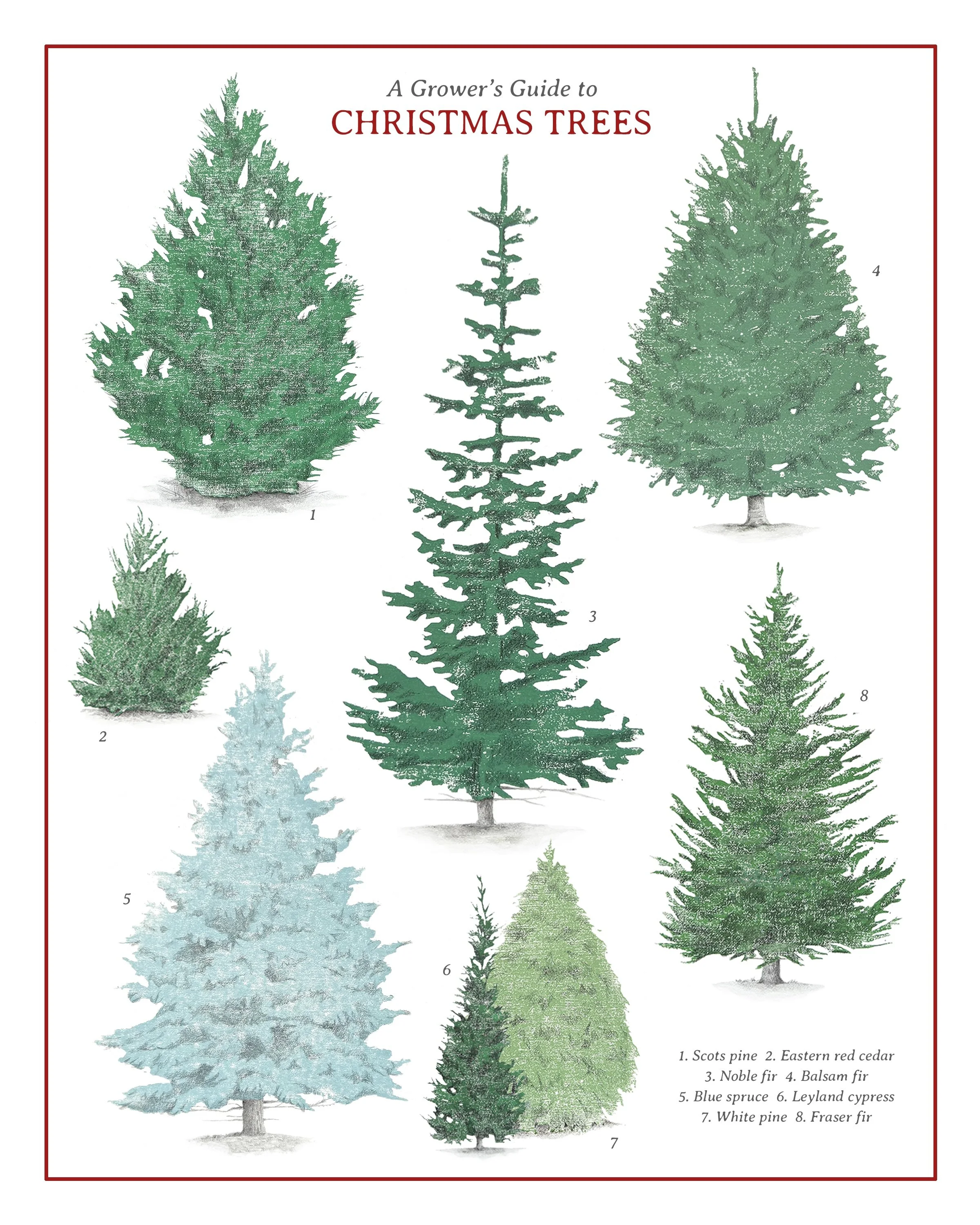 8x10 Grower's Guide to Christmas Trees.jpg