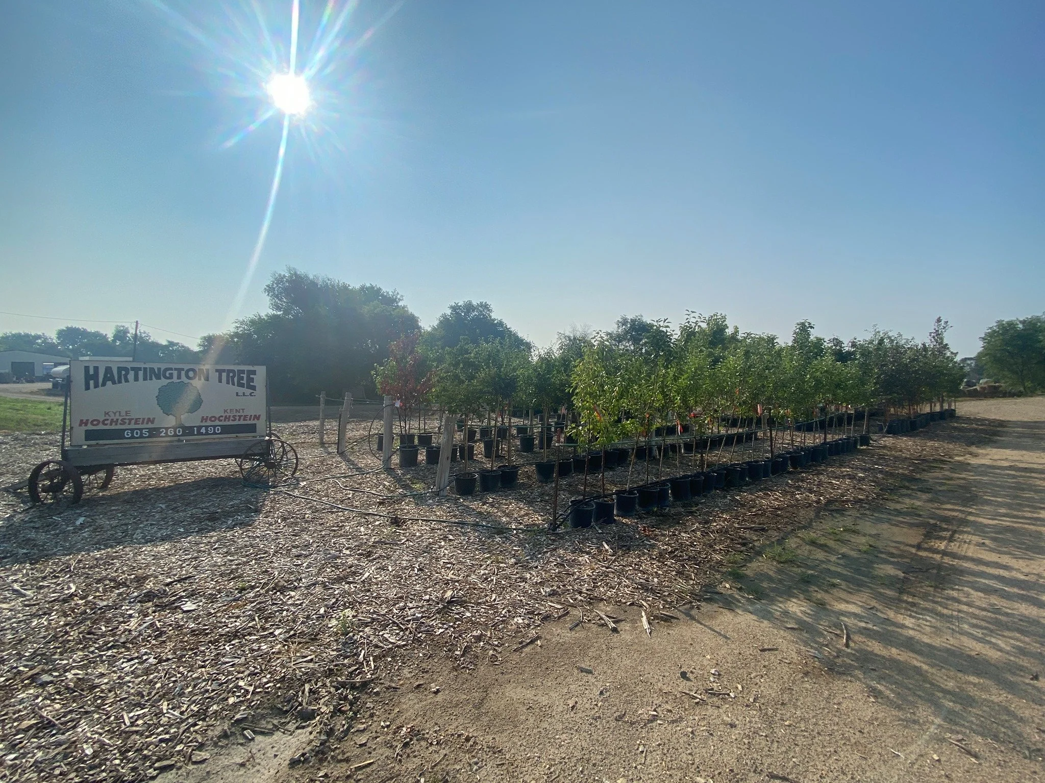 Are Arborists Expensive