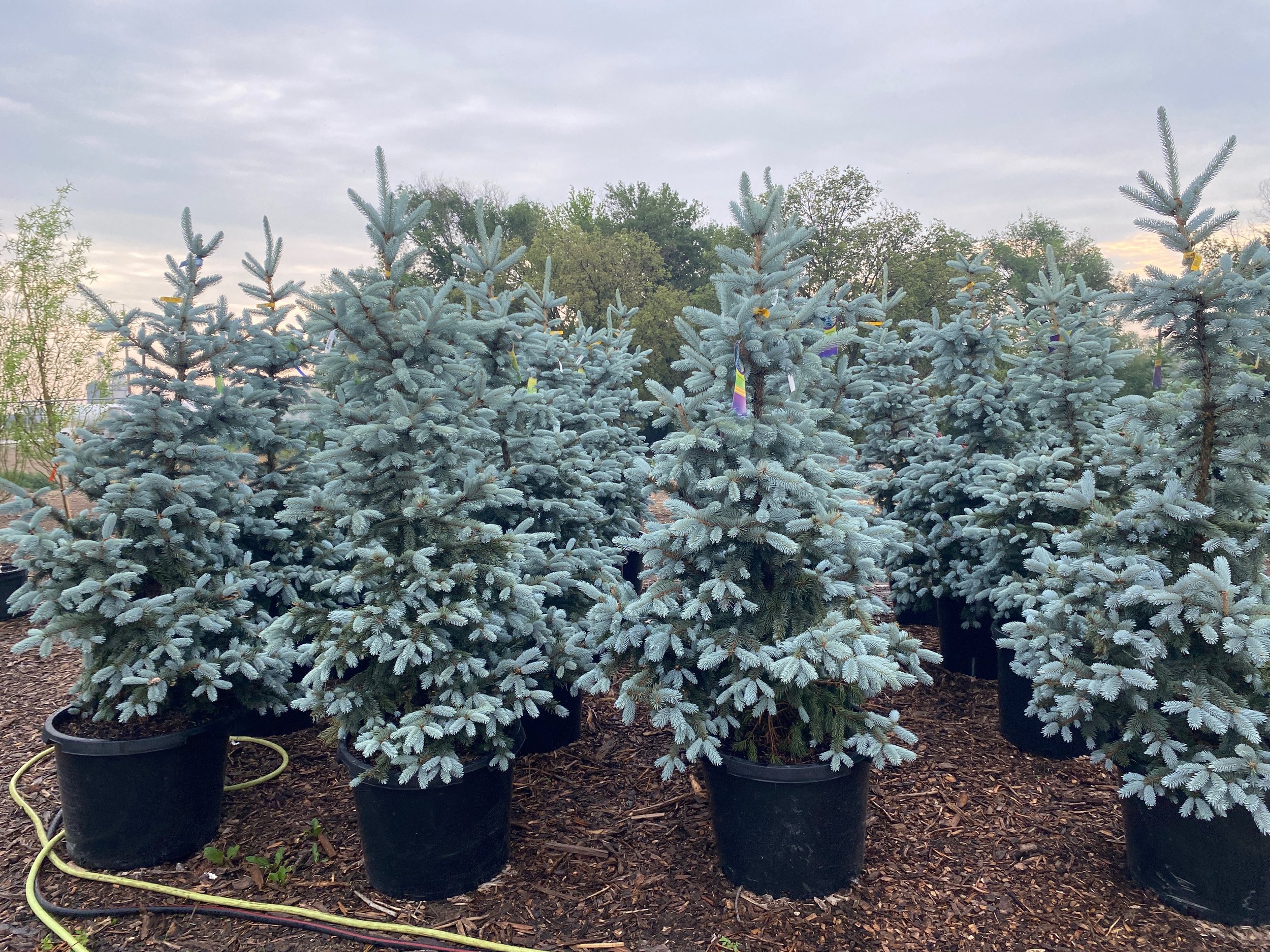 tree-nursery-hartington-tree-llc