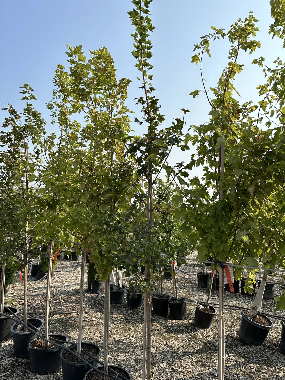tree-nursery-hartington-tree-llc