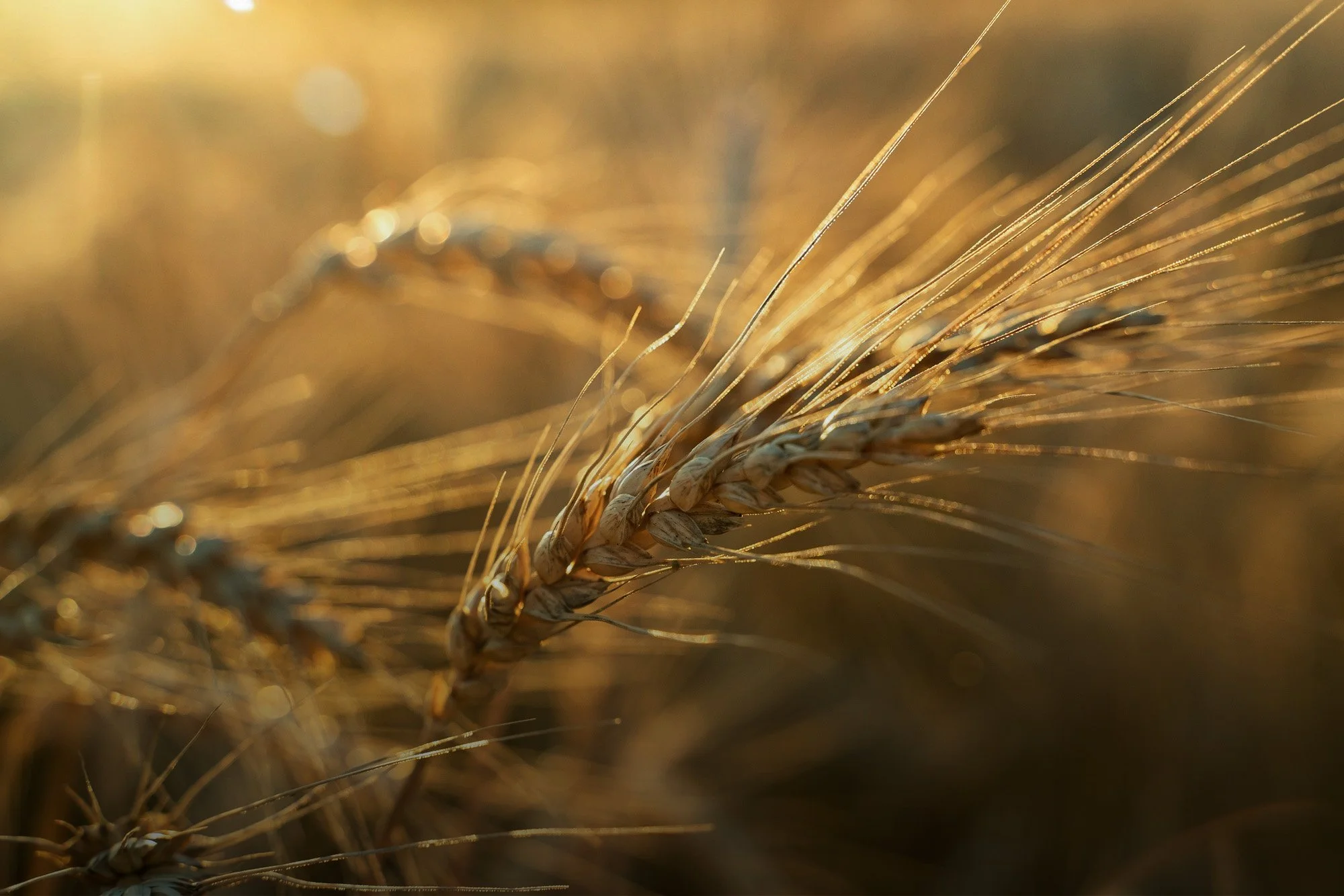 Primer plano de espiga de trigo en un campo al atardecer.