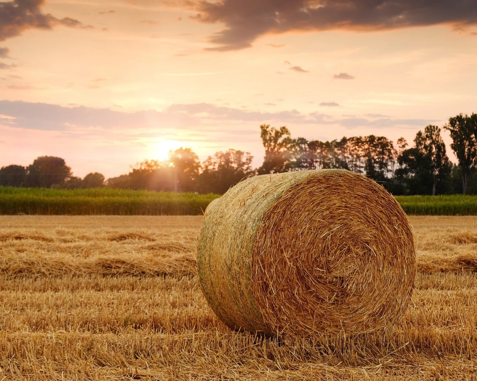La Evolución de la Agricultura