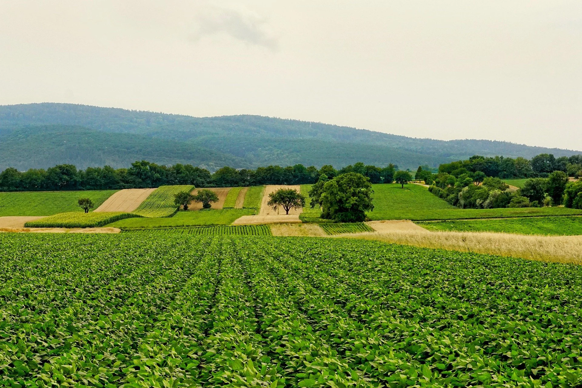 La Revolución de la Inteligencia Artificial en la Agricultura de Precisión