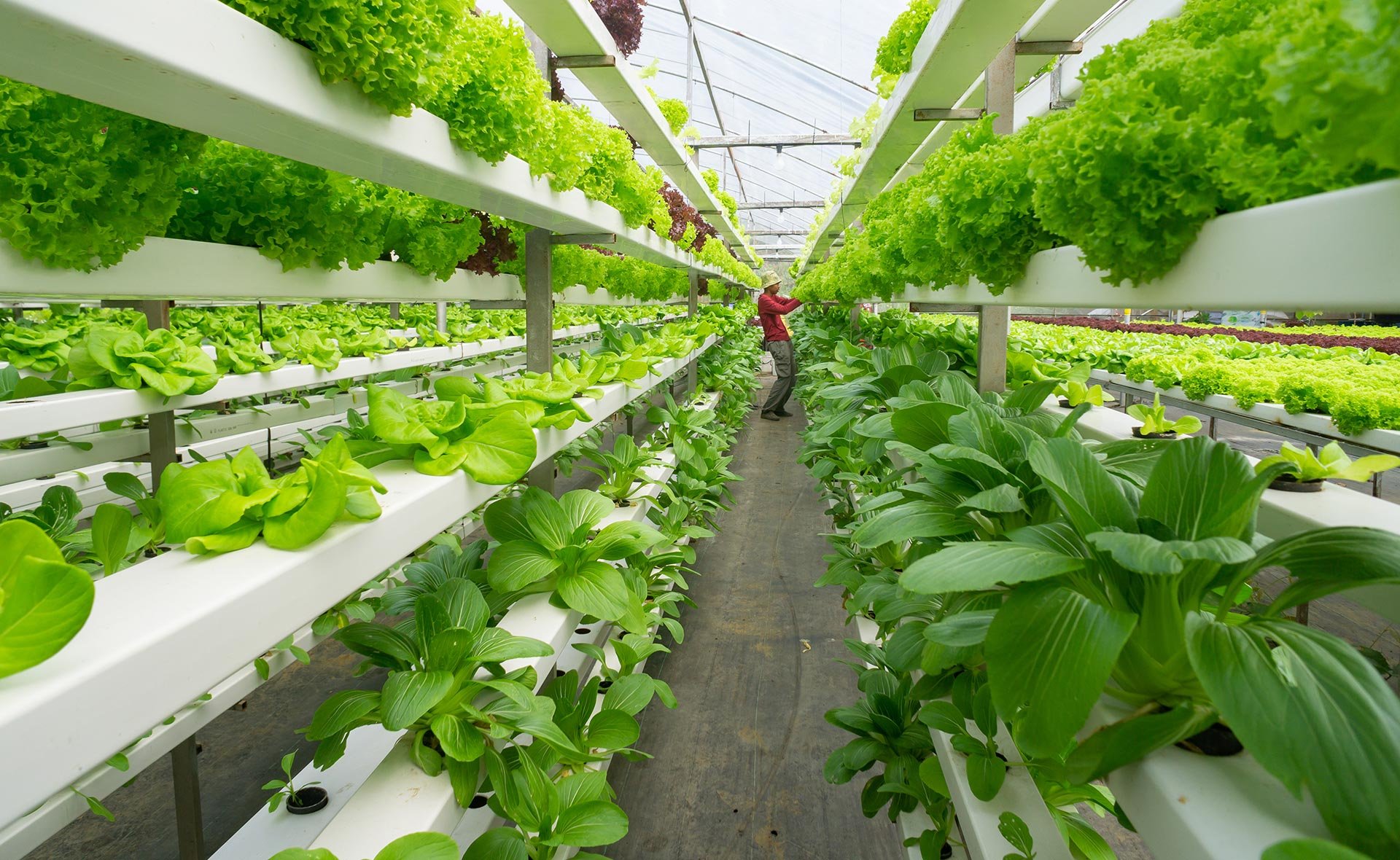 Hidroponía: La Agricultura del Futuro