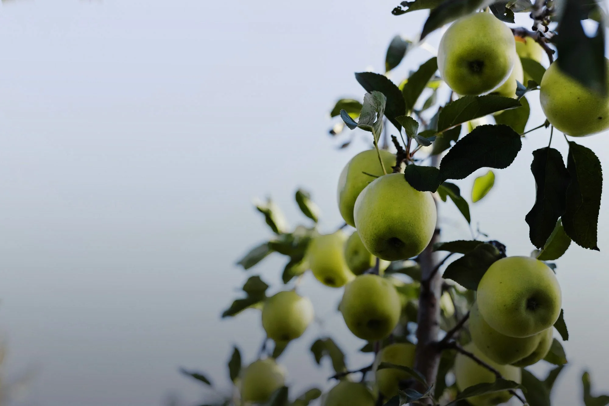 Manzanas verdes en un árbol