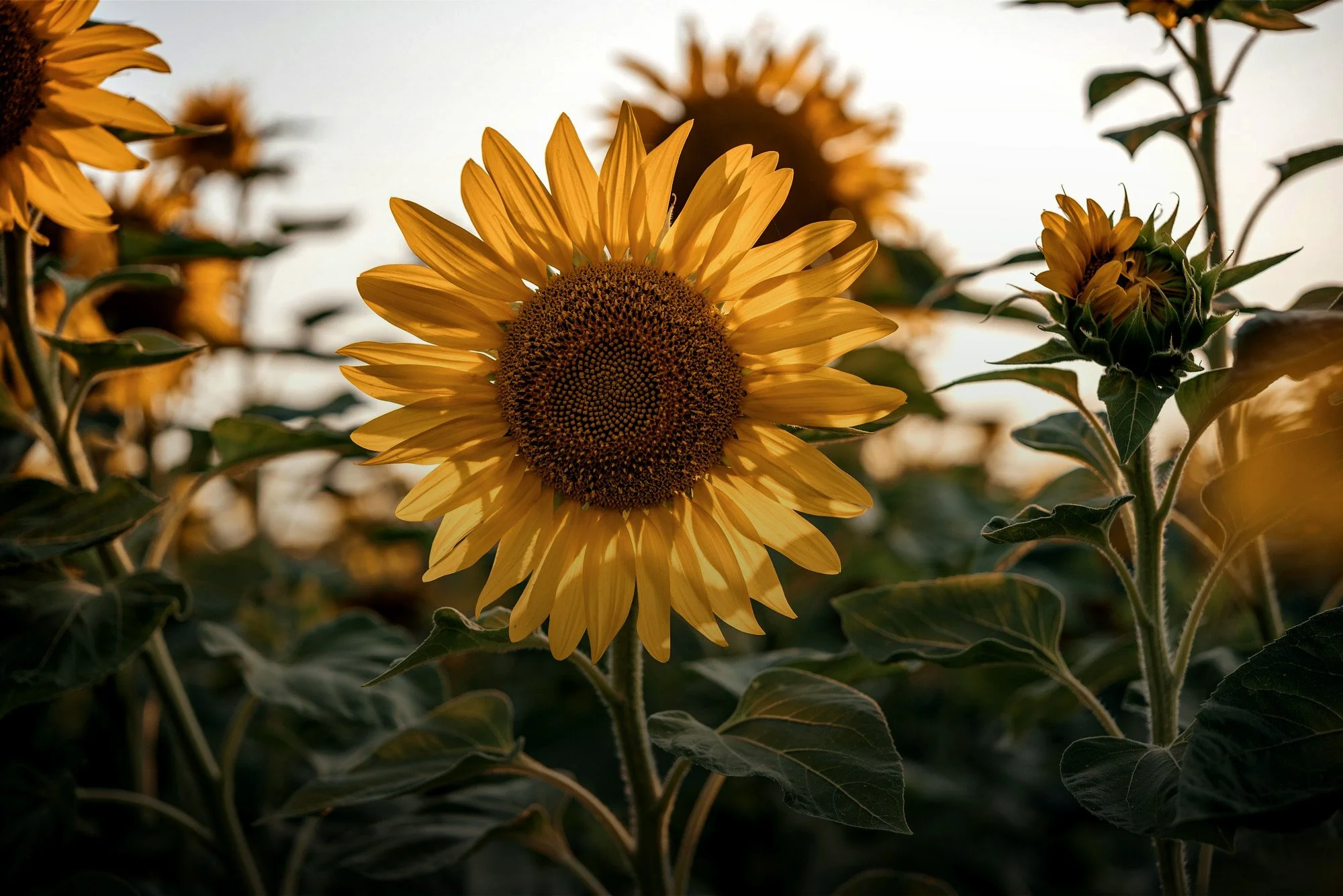 Campo de girasoles iluminado por la luz del sol al atardecer.