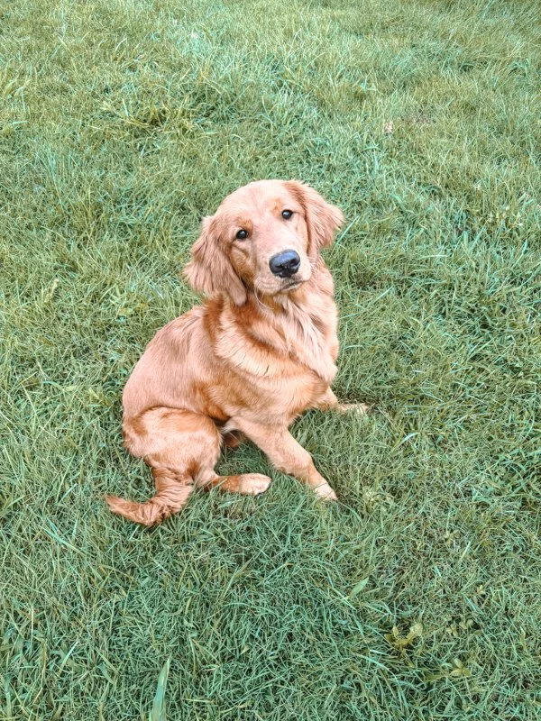 Honey the dog