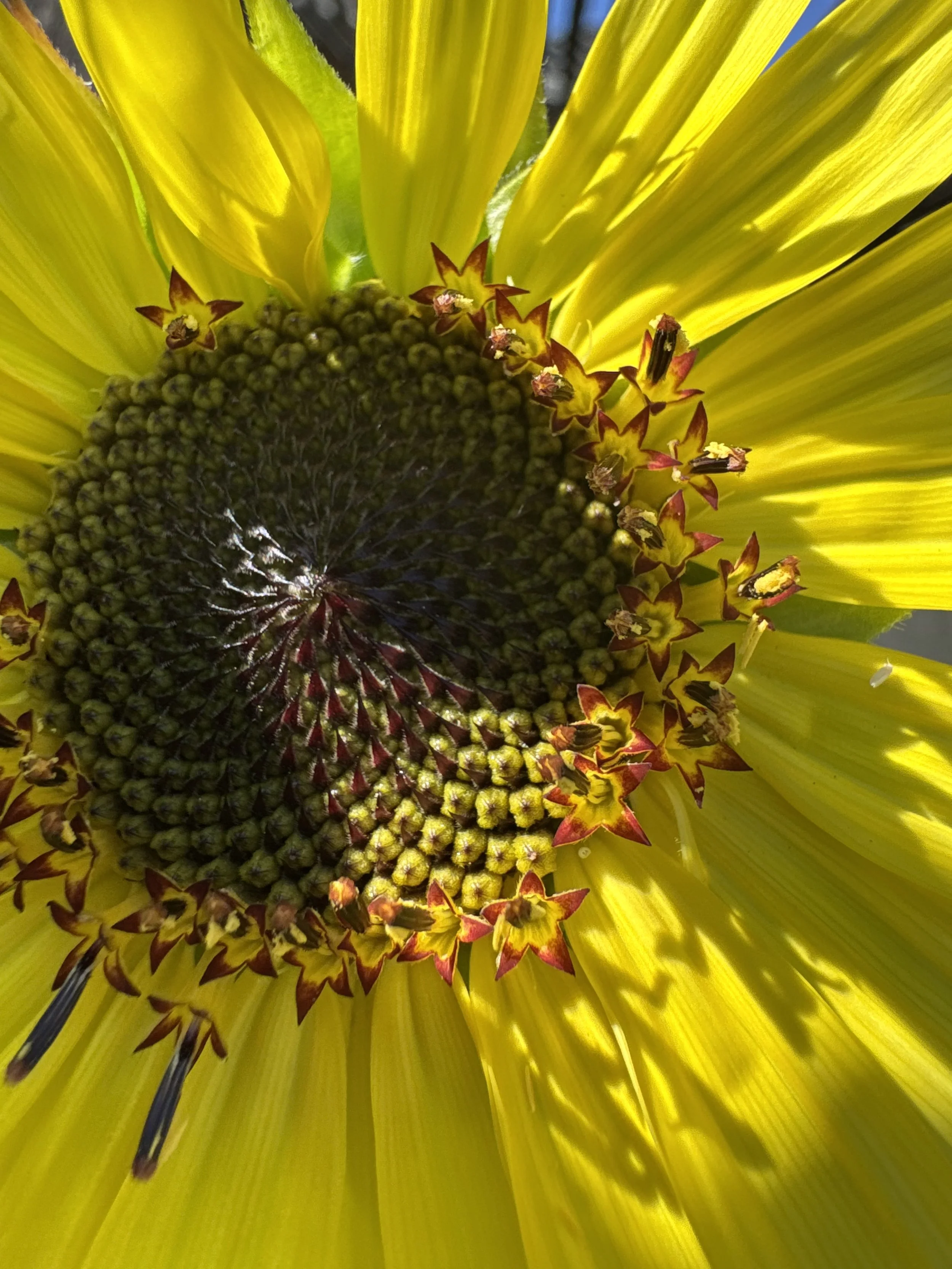 Shine Bright, Sunflower.