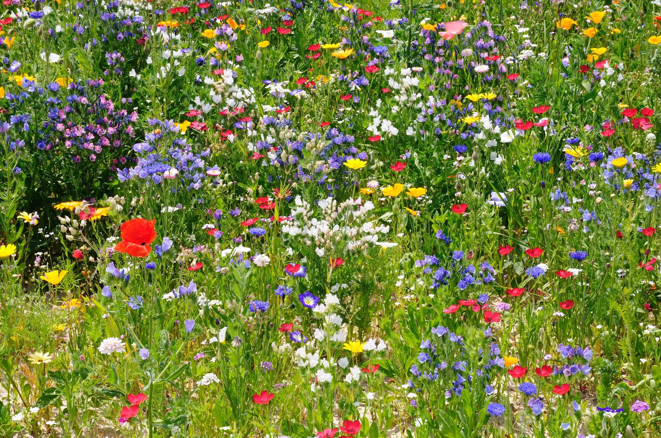 The Benefits of Wildflower Planting
