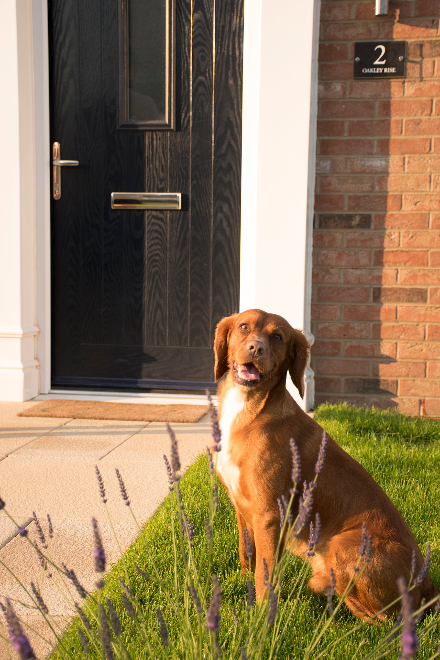 Dogs of Stancliffe Homes