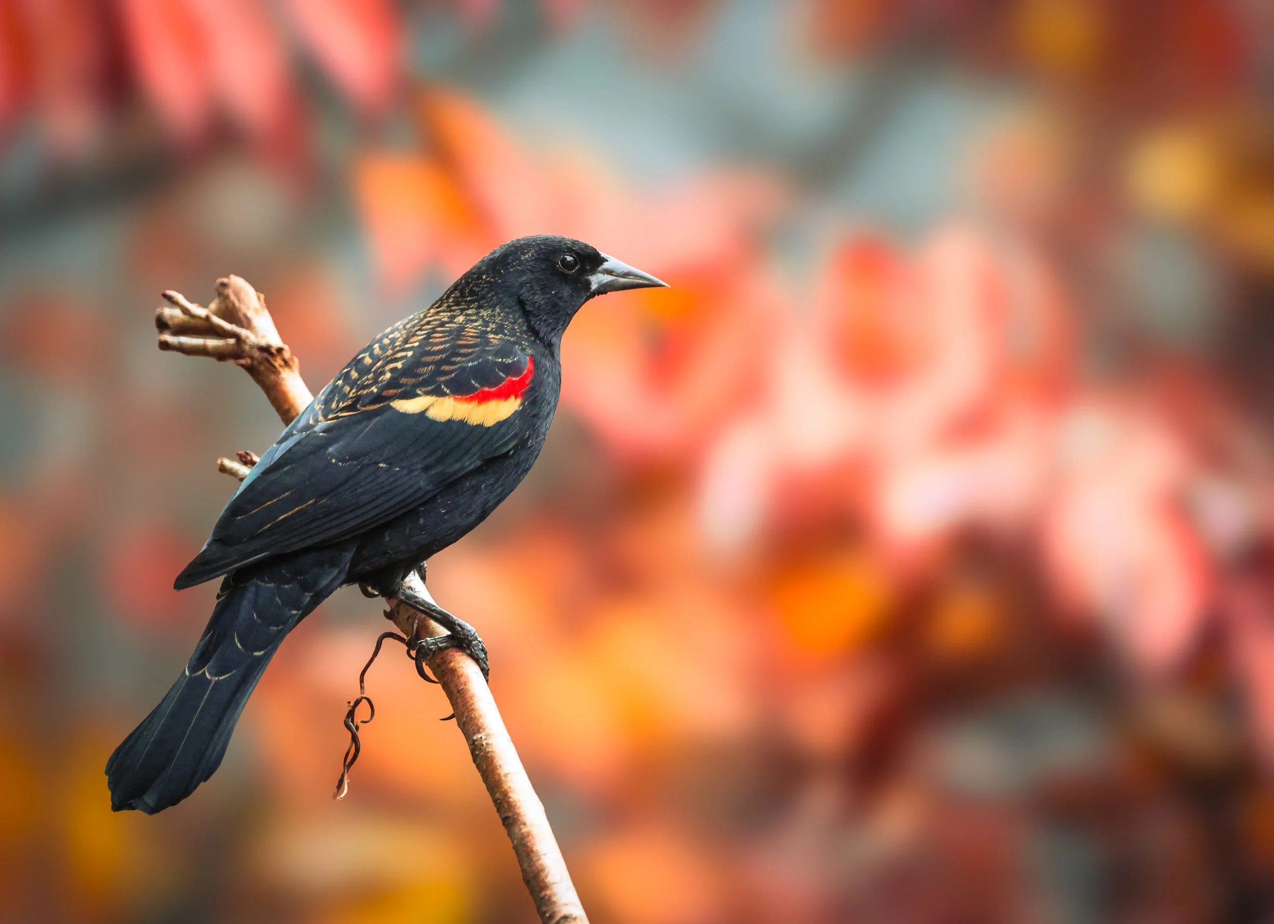 Red-winged Blackbird perched on a stick