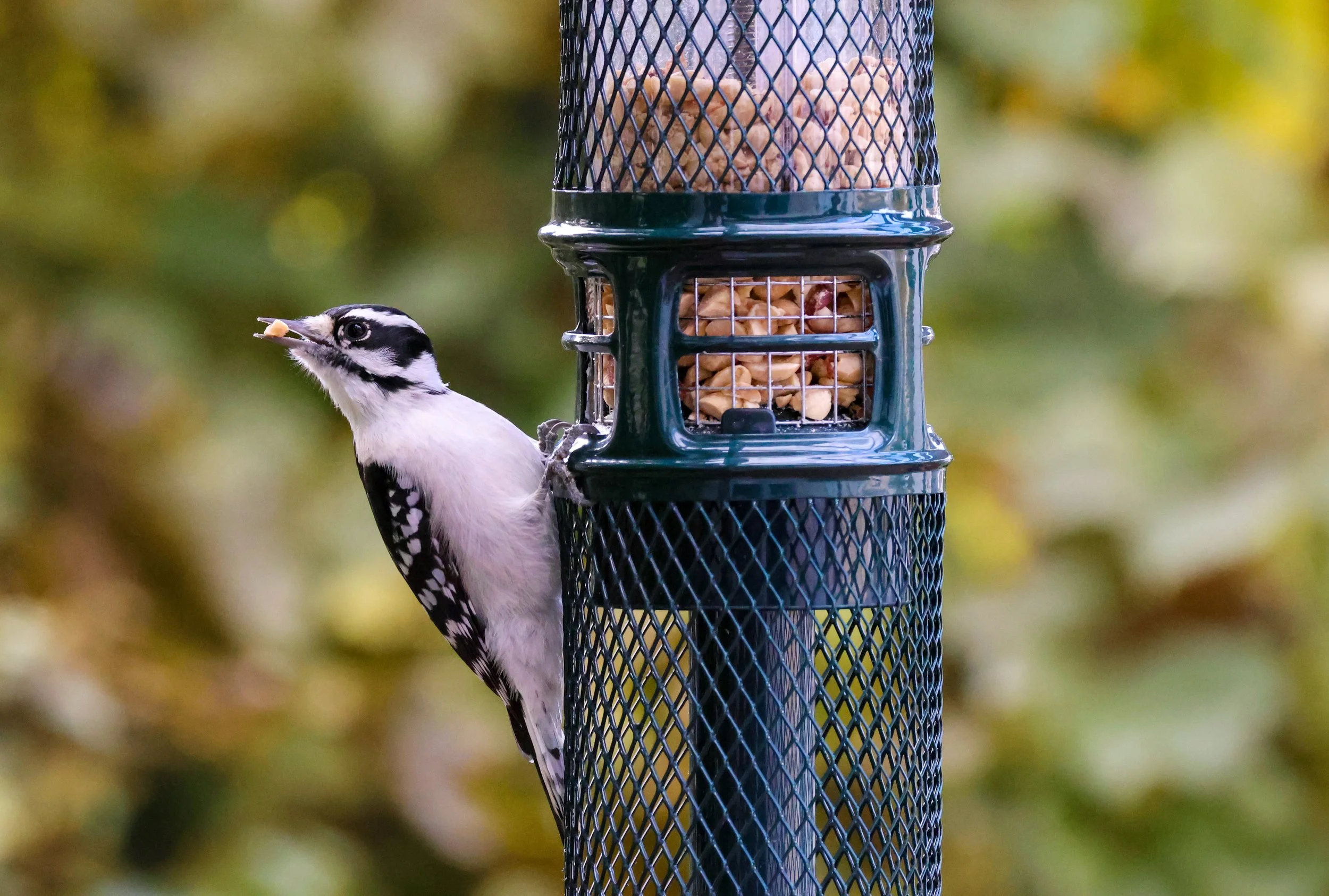 Downy Woodpecker on a peanut feeder