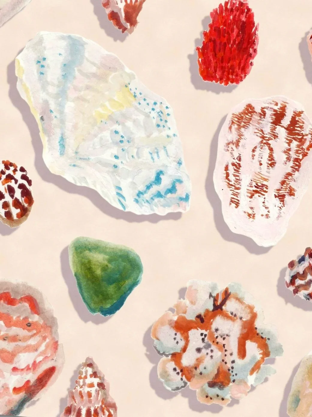 illustration seashells compositions