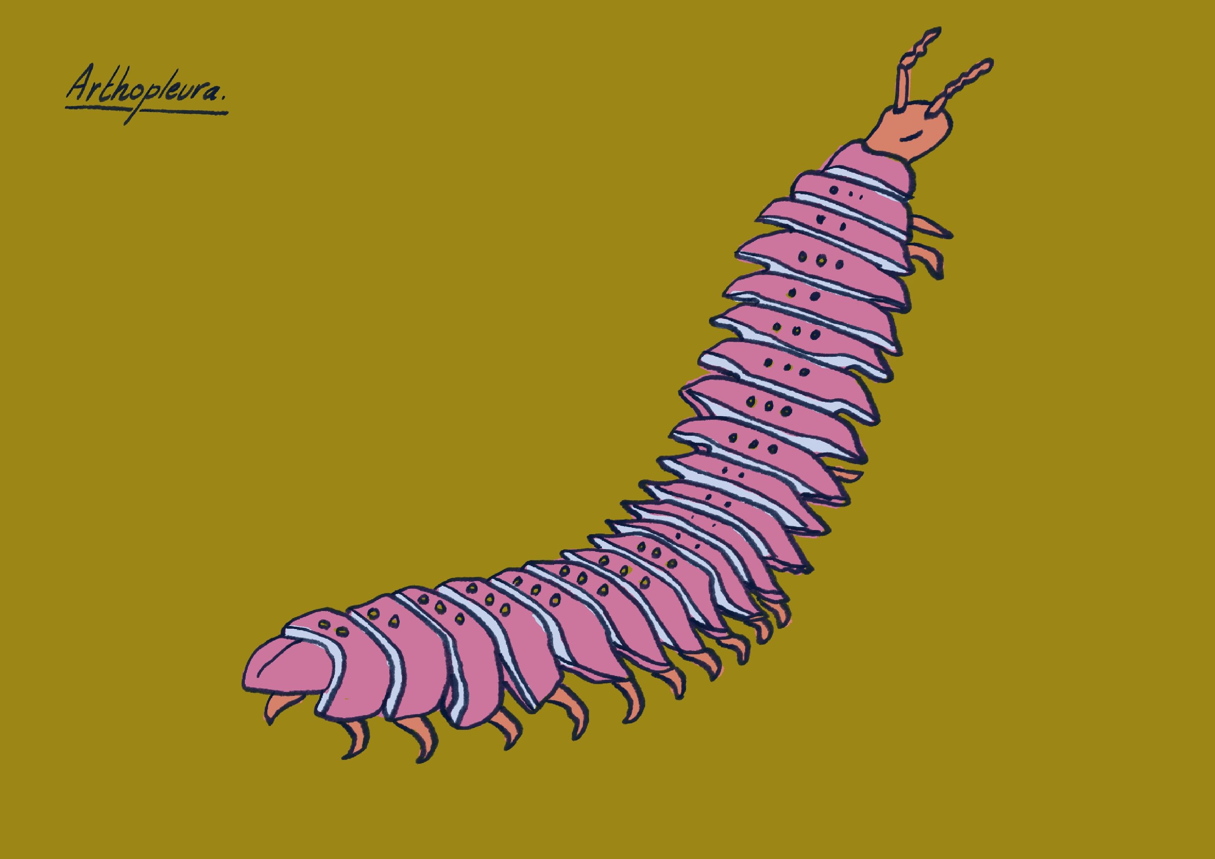 Arthopleura-couleurs-A4.jpg