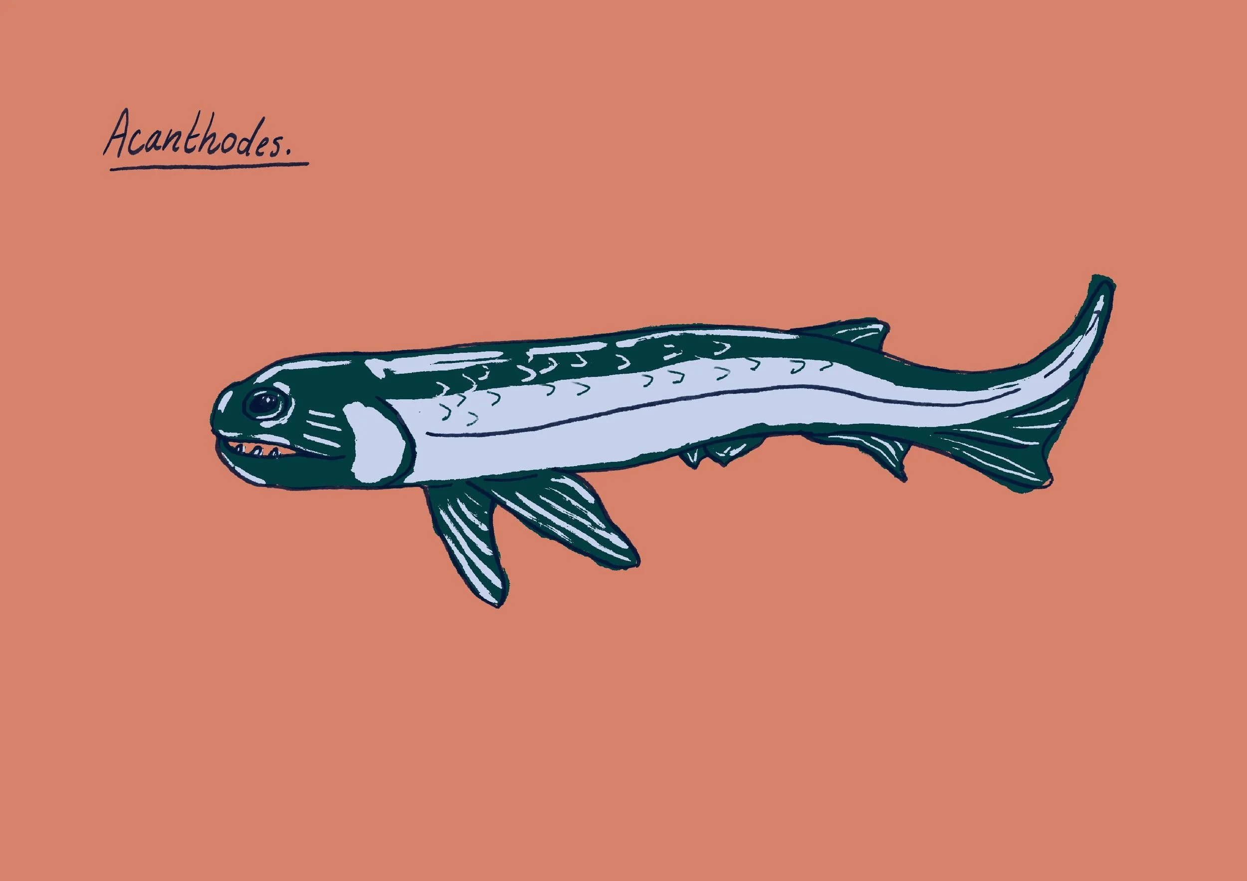 Acanthodes-couleurs-A4.jpg