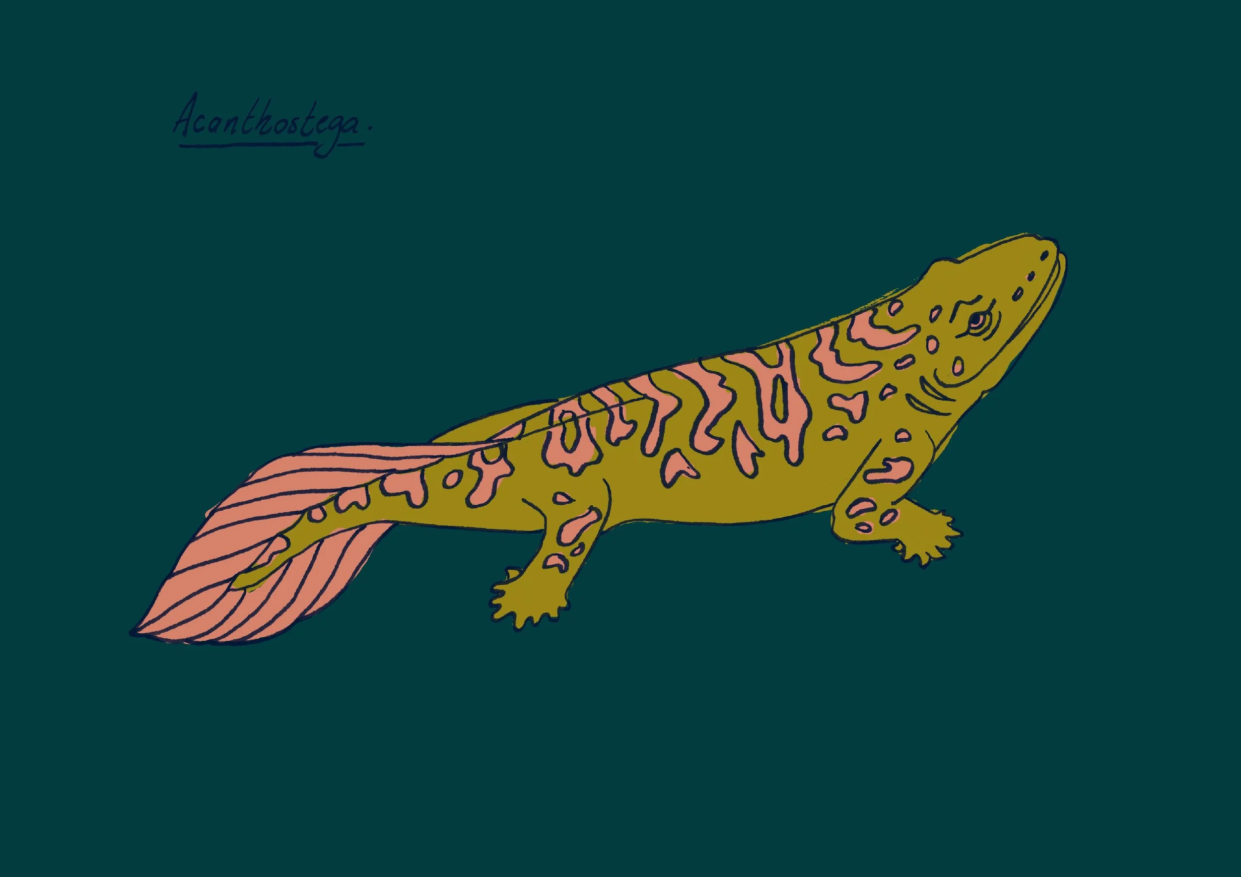 Acanthostega-couleurs-A4-couleurs-A4.jpg