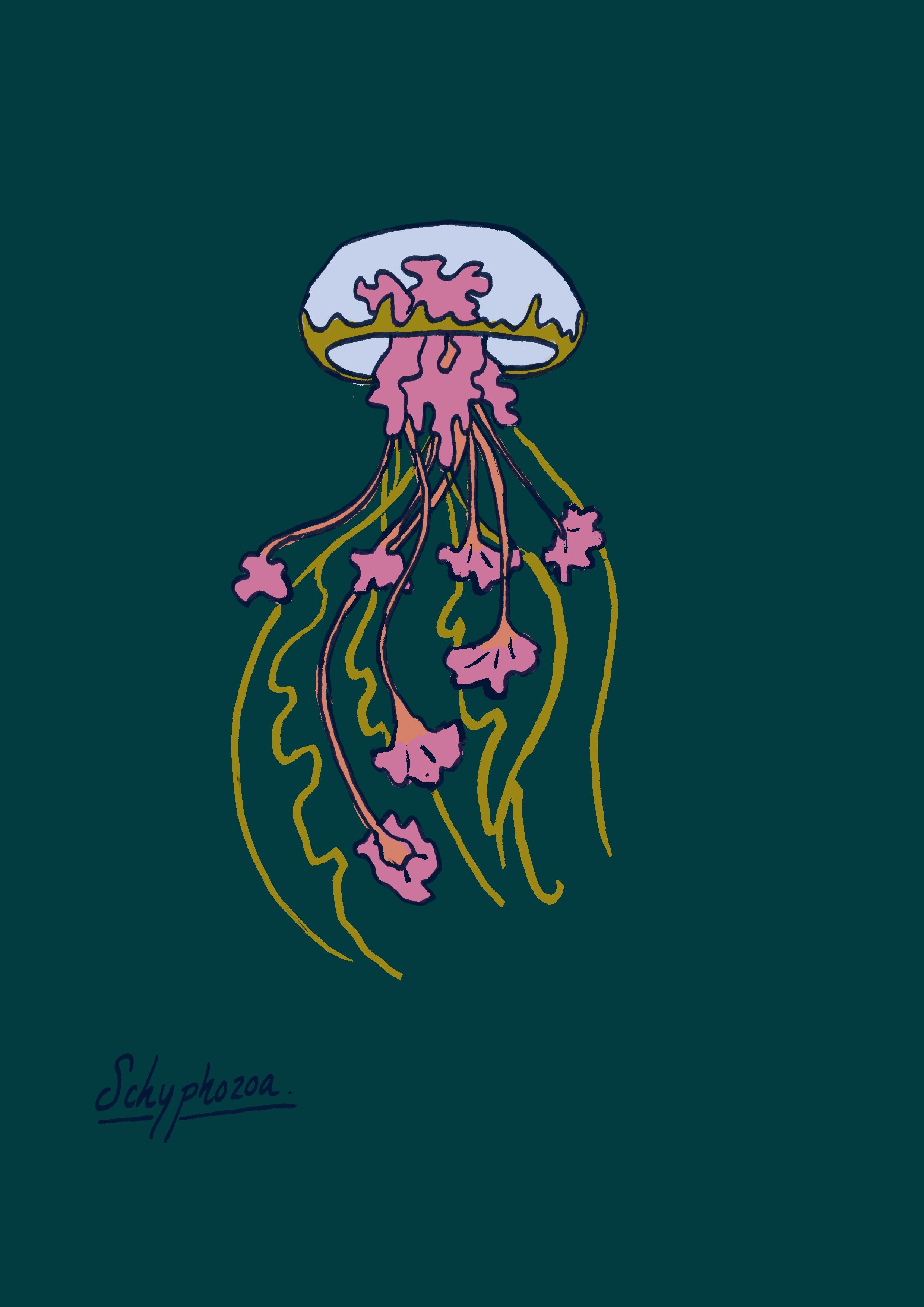 Scyphozoa-couleurs-A4.jpg