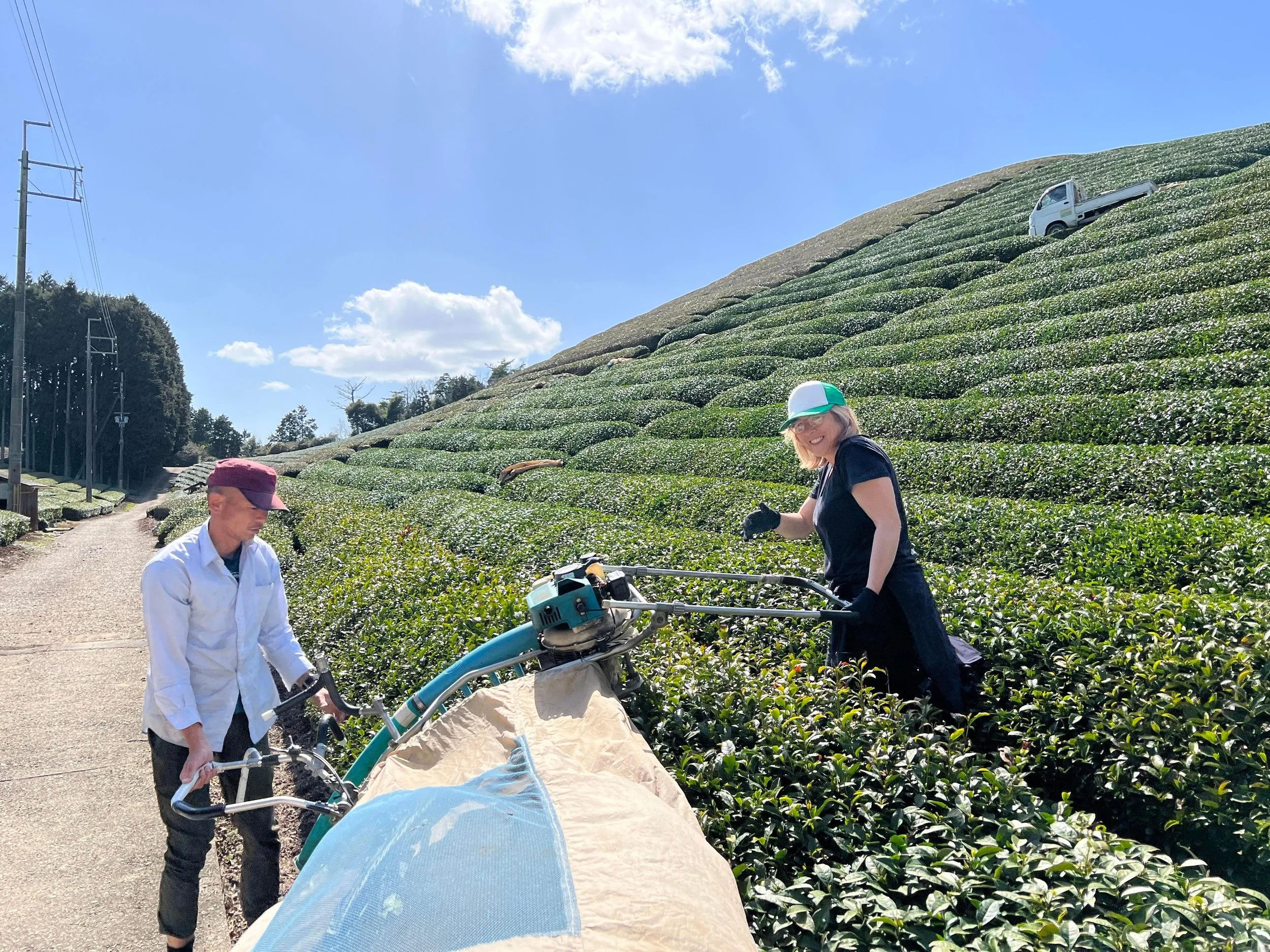 Jardins de thé, Gaëlle Rousseau, Japan, Kyoto, tea culture