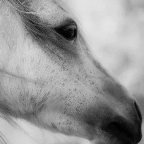 Craigengillan: East Ayrshire’s Hidden Gem