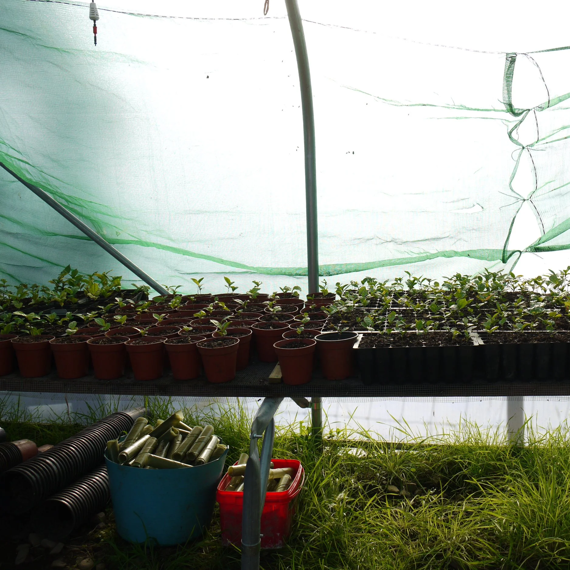 Tea Grown in Europe: Championing European Tea Production