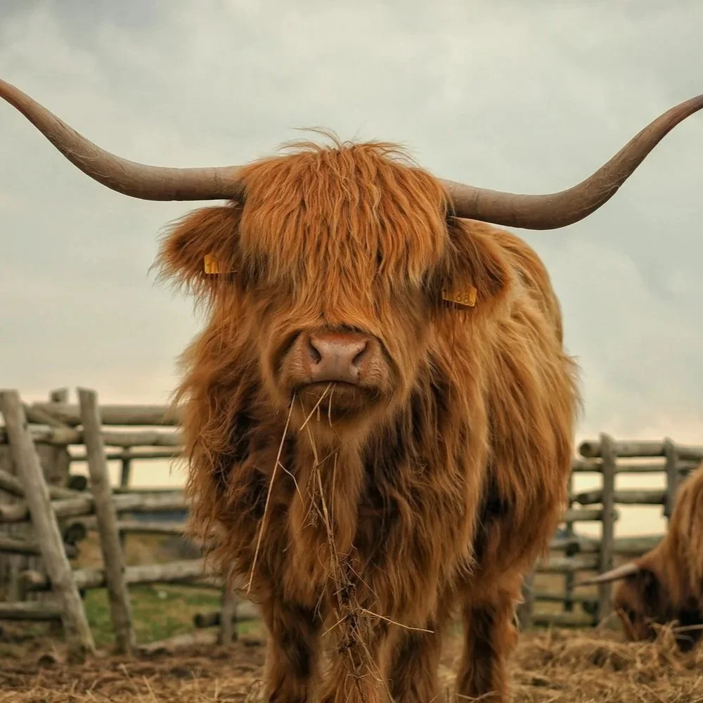 The Best Scottish Brands 2025