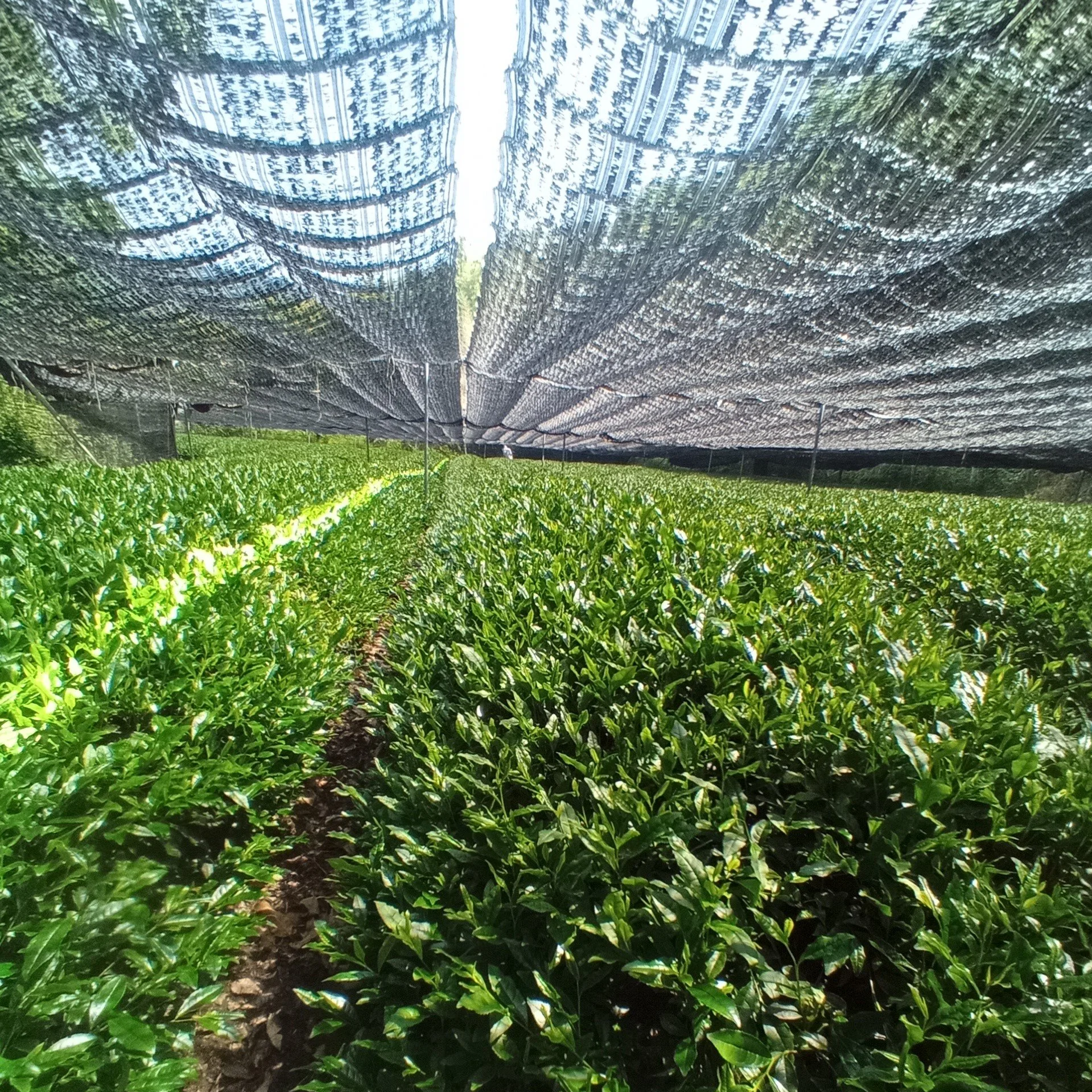 Jardins de thé, Gaëlle Rousseau, Japan, Kyoto, tea culture