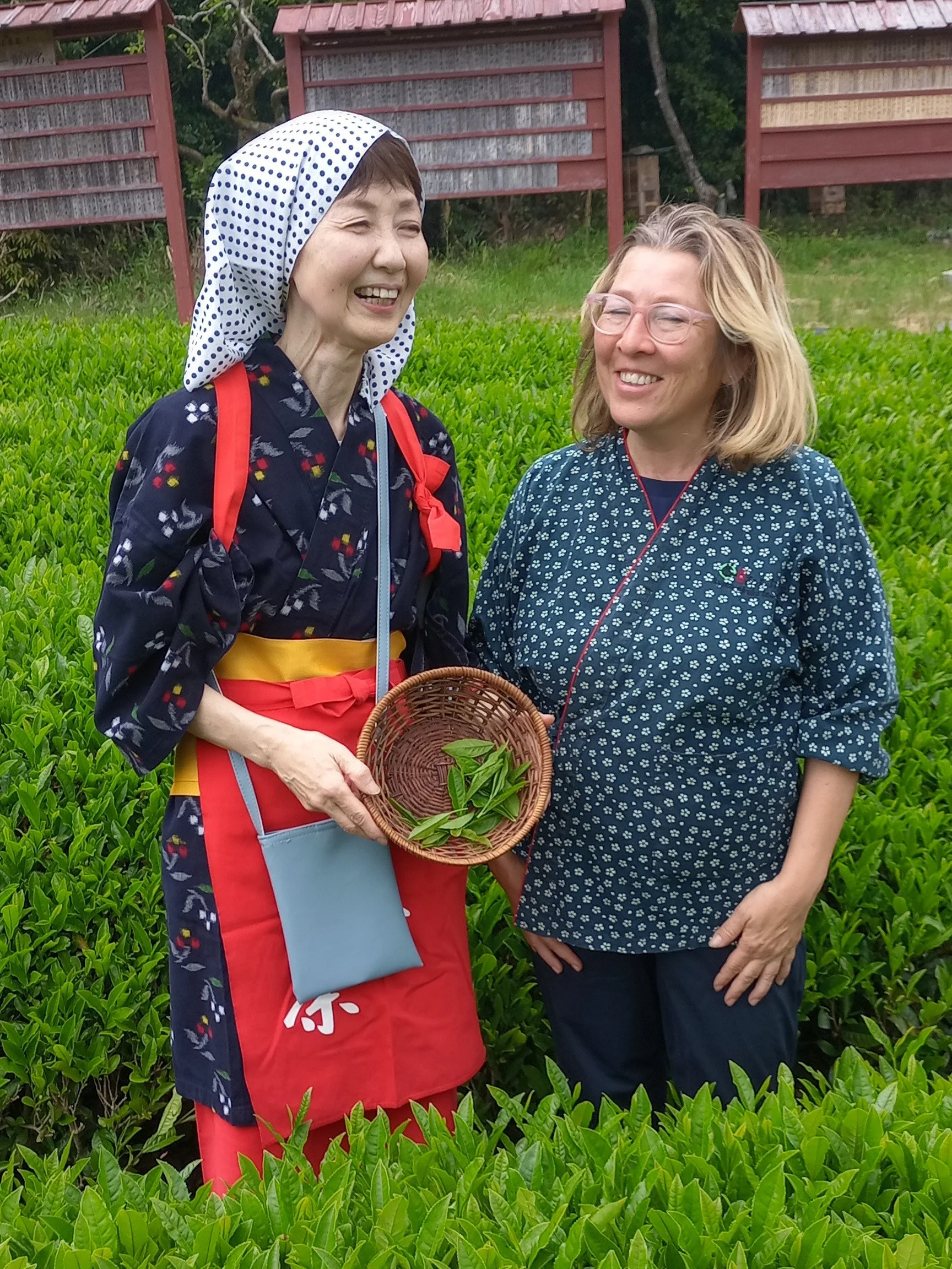 Jardins de thé, Gaëlle Rousseau, Japan, Kyoto, tea culture