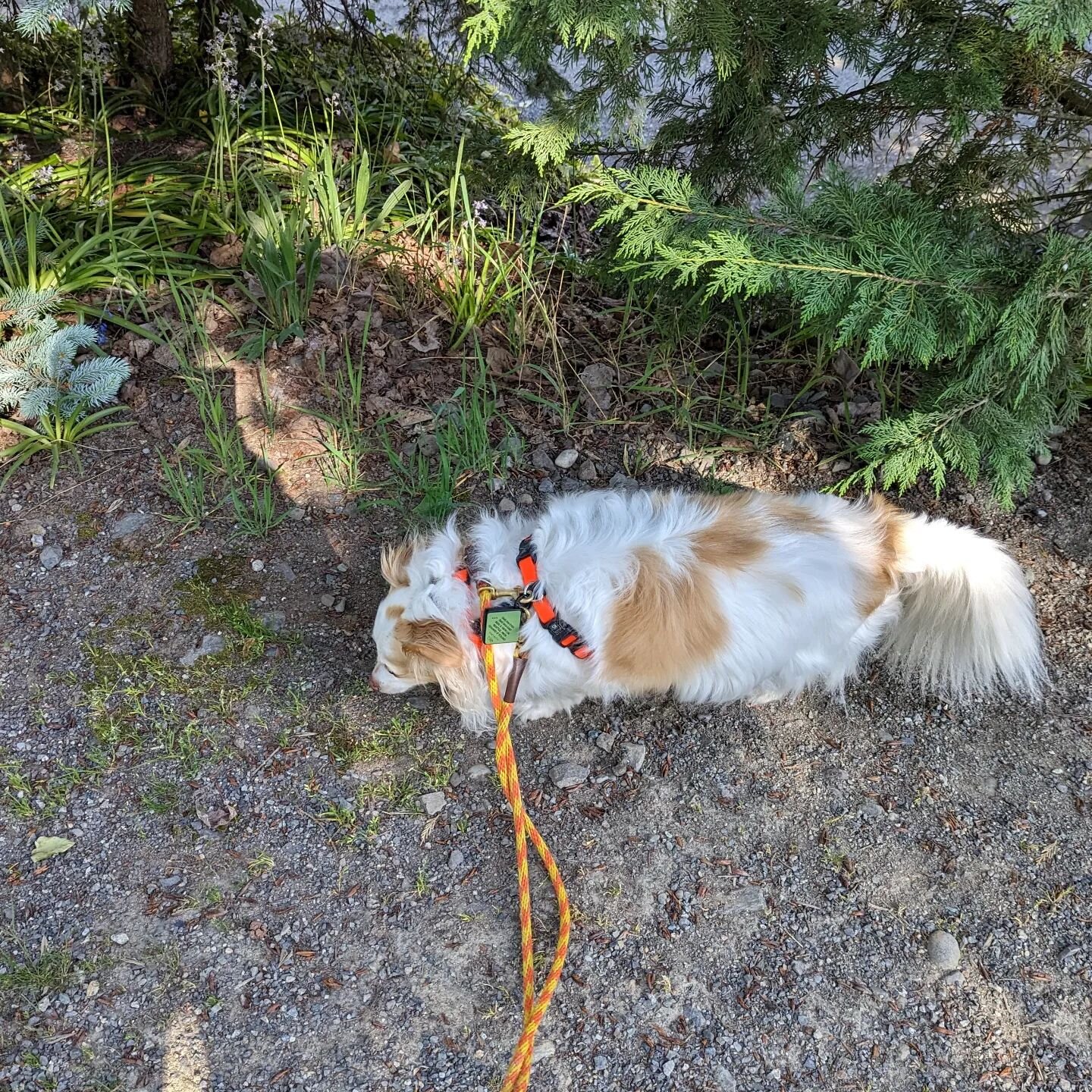On the trail, sniffing