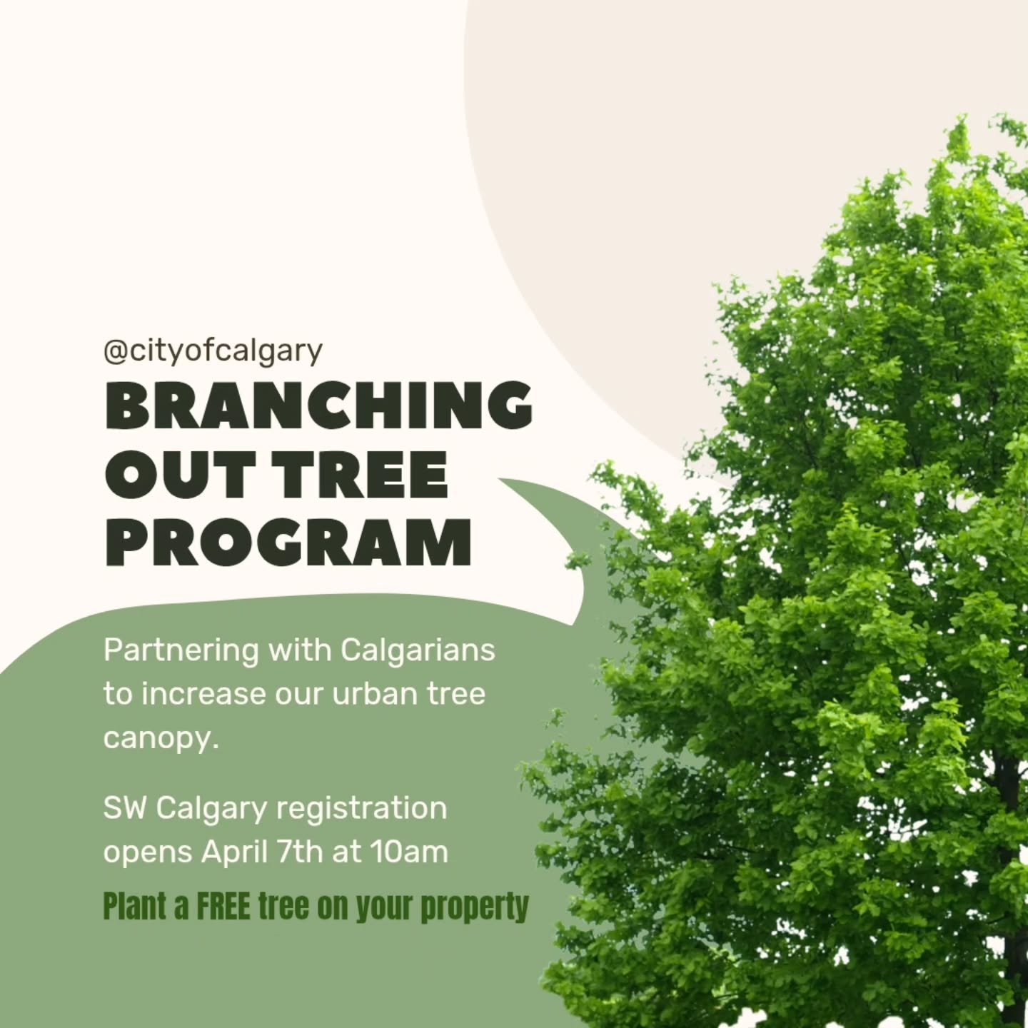 Trees are an intrinsic part of the quality of life in Calgary. They provide a myriad of environmental benefits. They also contribute to positive mental well-being. Trees help us connect with our communities.

Calgary&rsquo;s tree canopy coverage is c