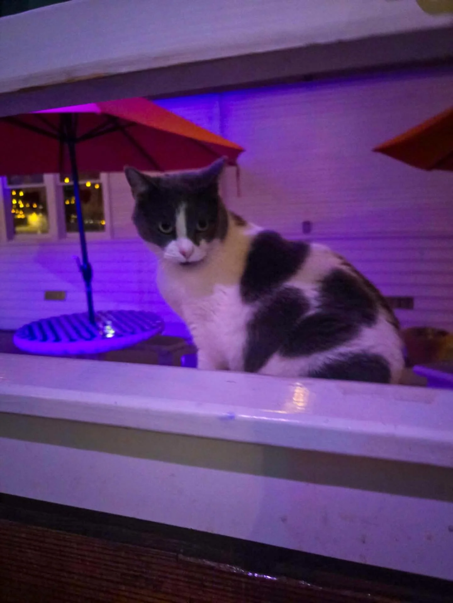 Our girl is home 🥹 🐾🐾
And we couldn&rsquo;t be more THRILLED to see her!!