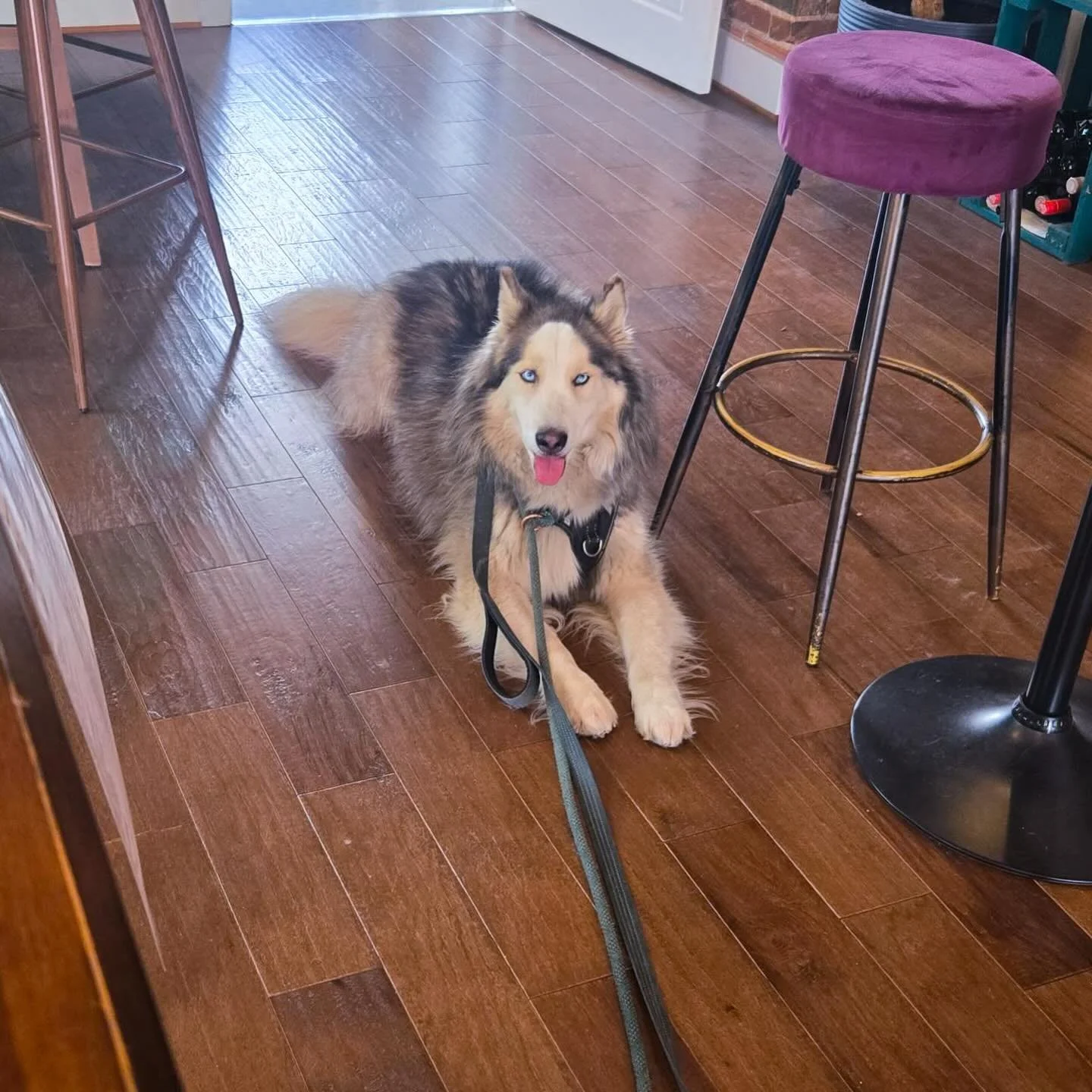 This is Max; the world&rsquo;s gentlest &amp; quietest husky. 
➡️
This C.C.; having none of that. 🤣