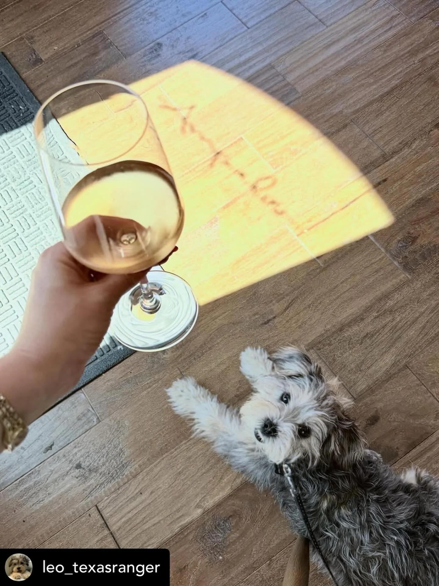 We love our wine pups! 🐾
Well-behaved pets are always welcome 🤗 

@leo_texasranger - Not a whiney dog but into moms wine spot

📷: @mckensay