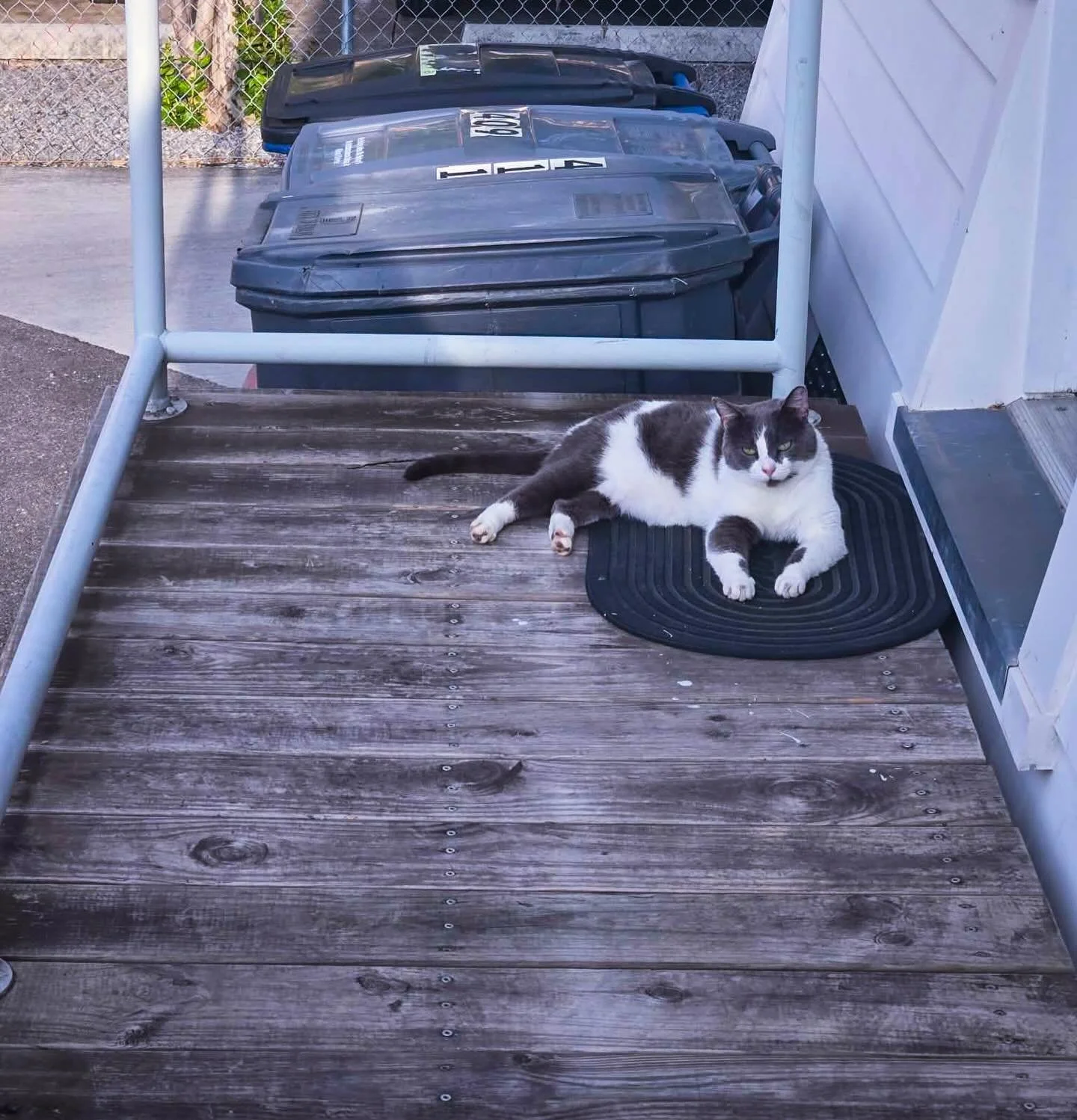 Here is CC&hellip;completely unbothered &amp; enjoying her start to the weekend. 😎🐾