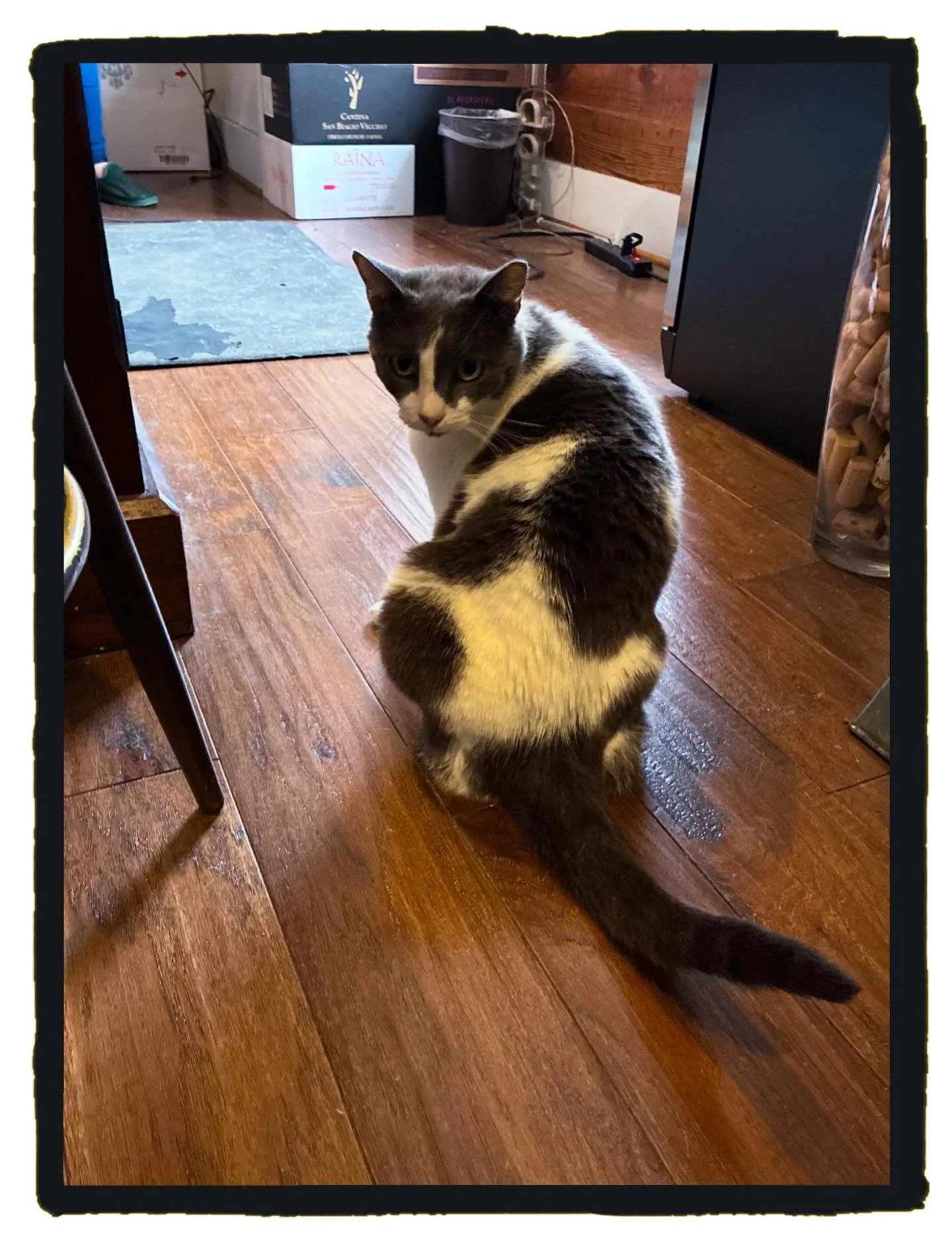 A dear friend visiting from PDX snapped this one for us yesterday. Thanks for the visit, Christian!
Happy Caturday 🐾🍷