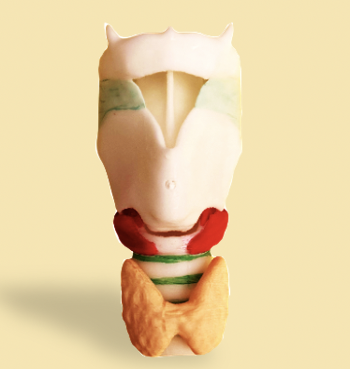 Larynx fixe avec glande thyroïde