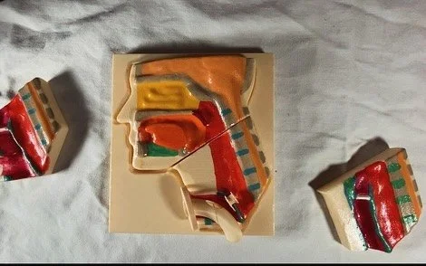 Larynx, laryngectomie, tracheotomie: un puzzle pour mieux comprendre !