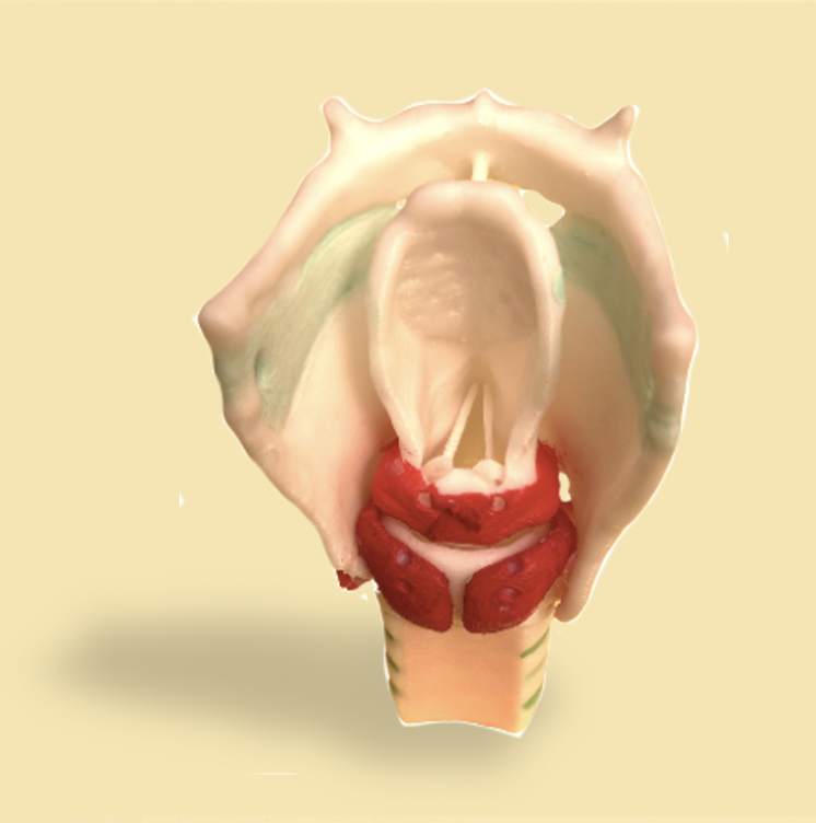 LarynxThyrDessus.png