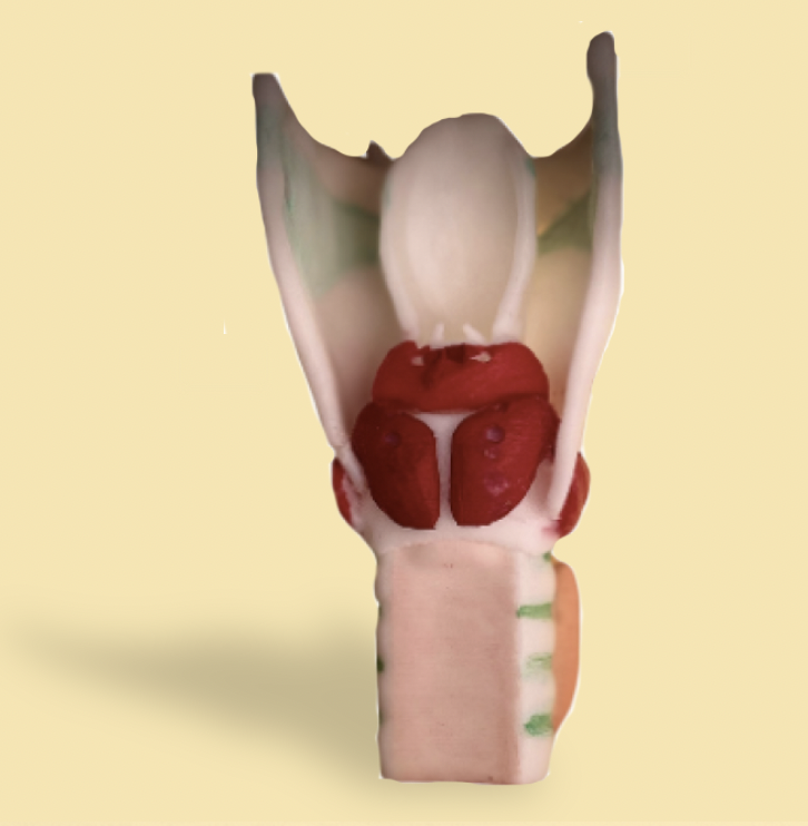 LarynxThyrPostérieur.png