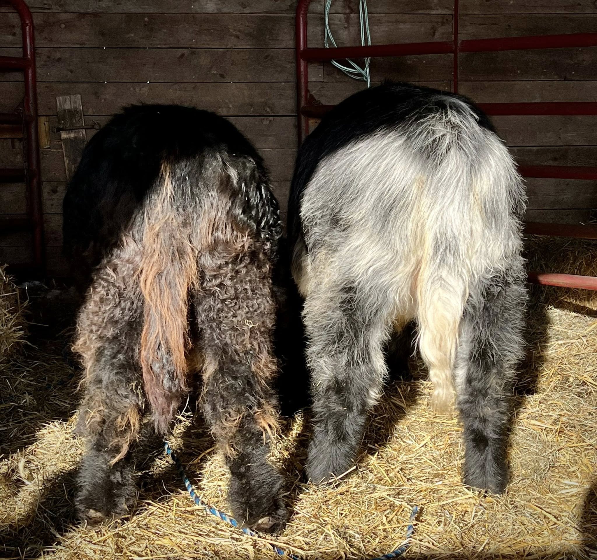 “She Will Be Yours”