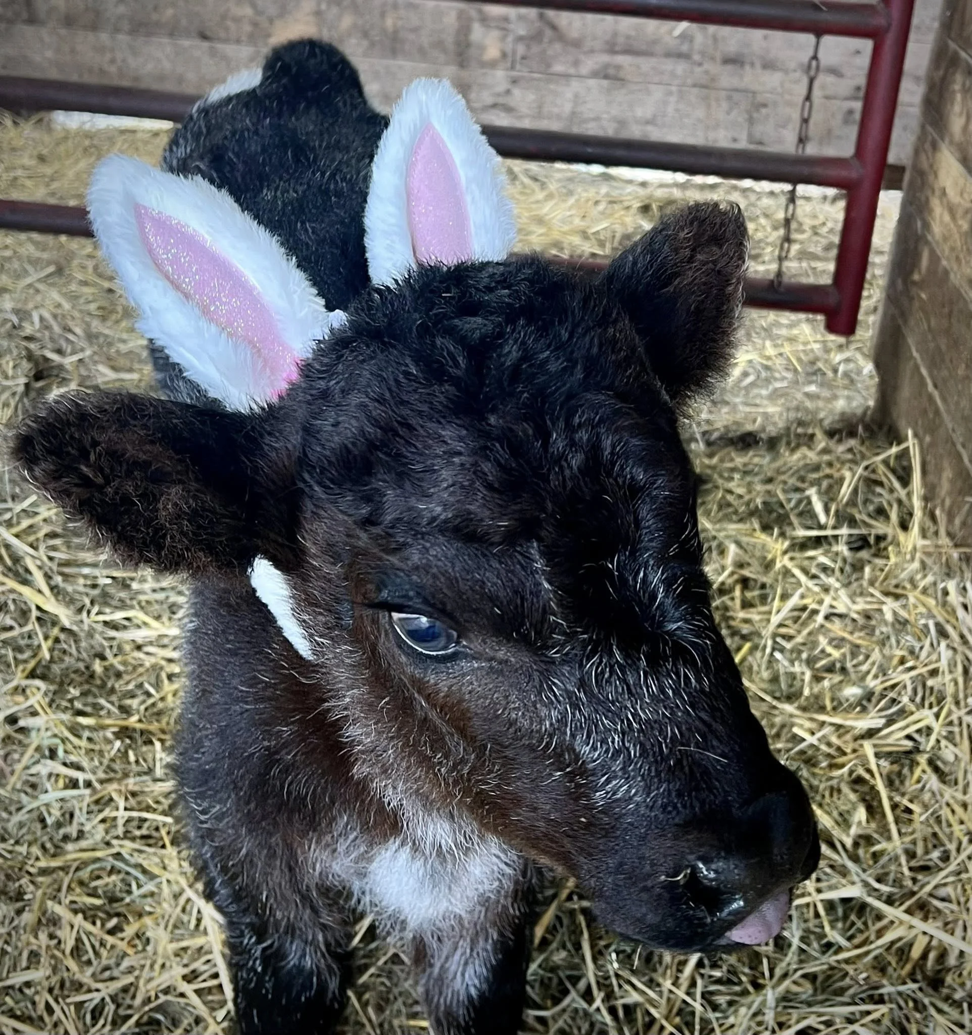 Zora and her blessed Easter, Passover, and Spring Gift