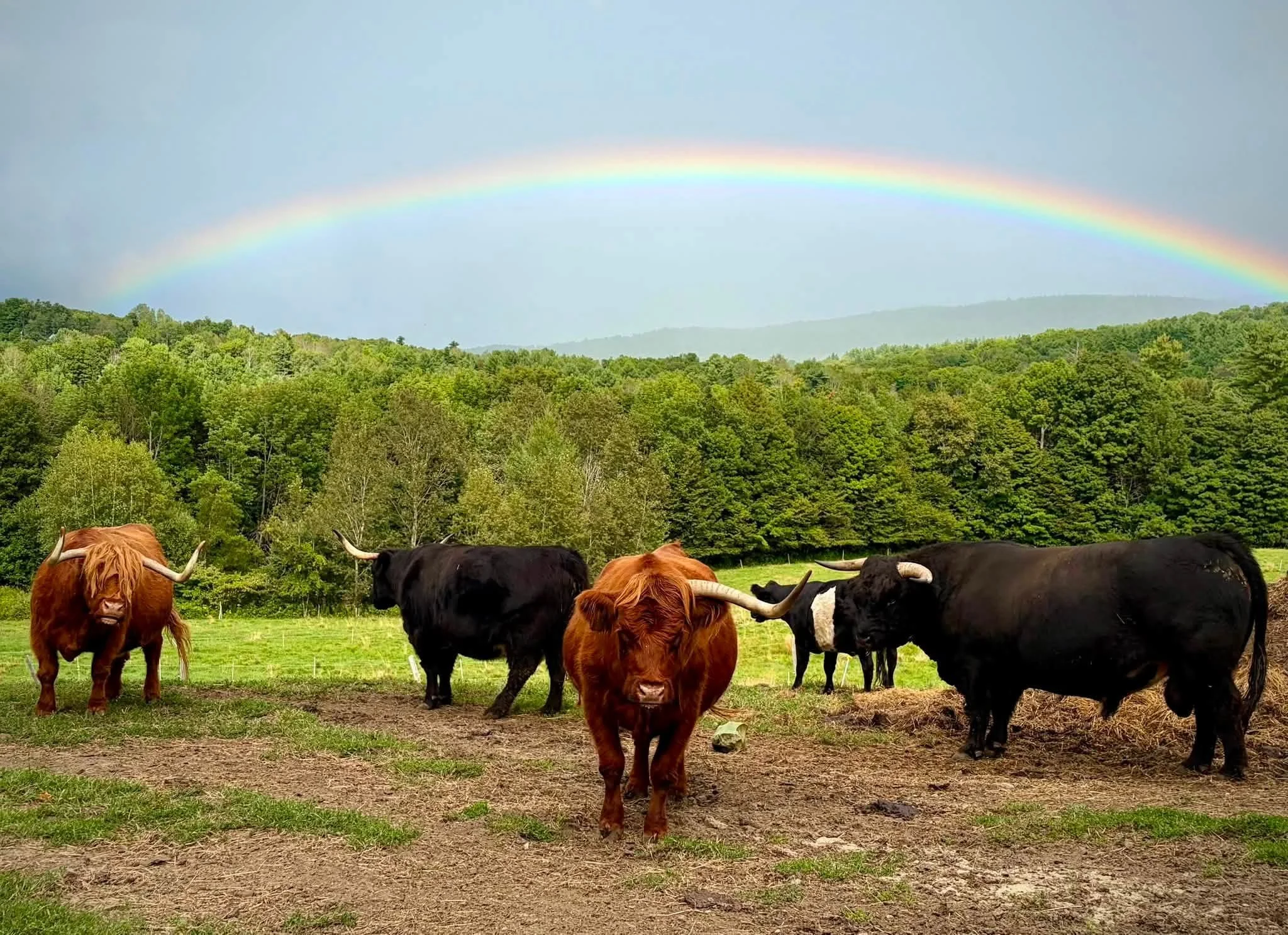 Under the Rainbow