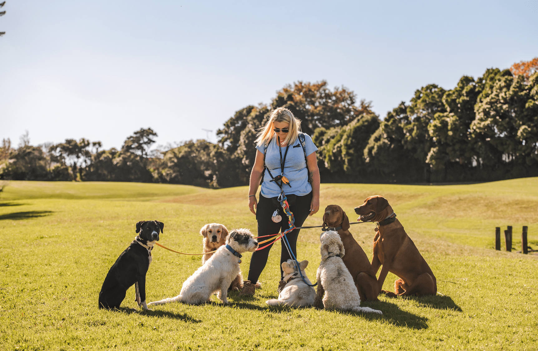 pup and running - auckland glendowie dog walking.png