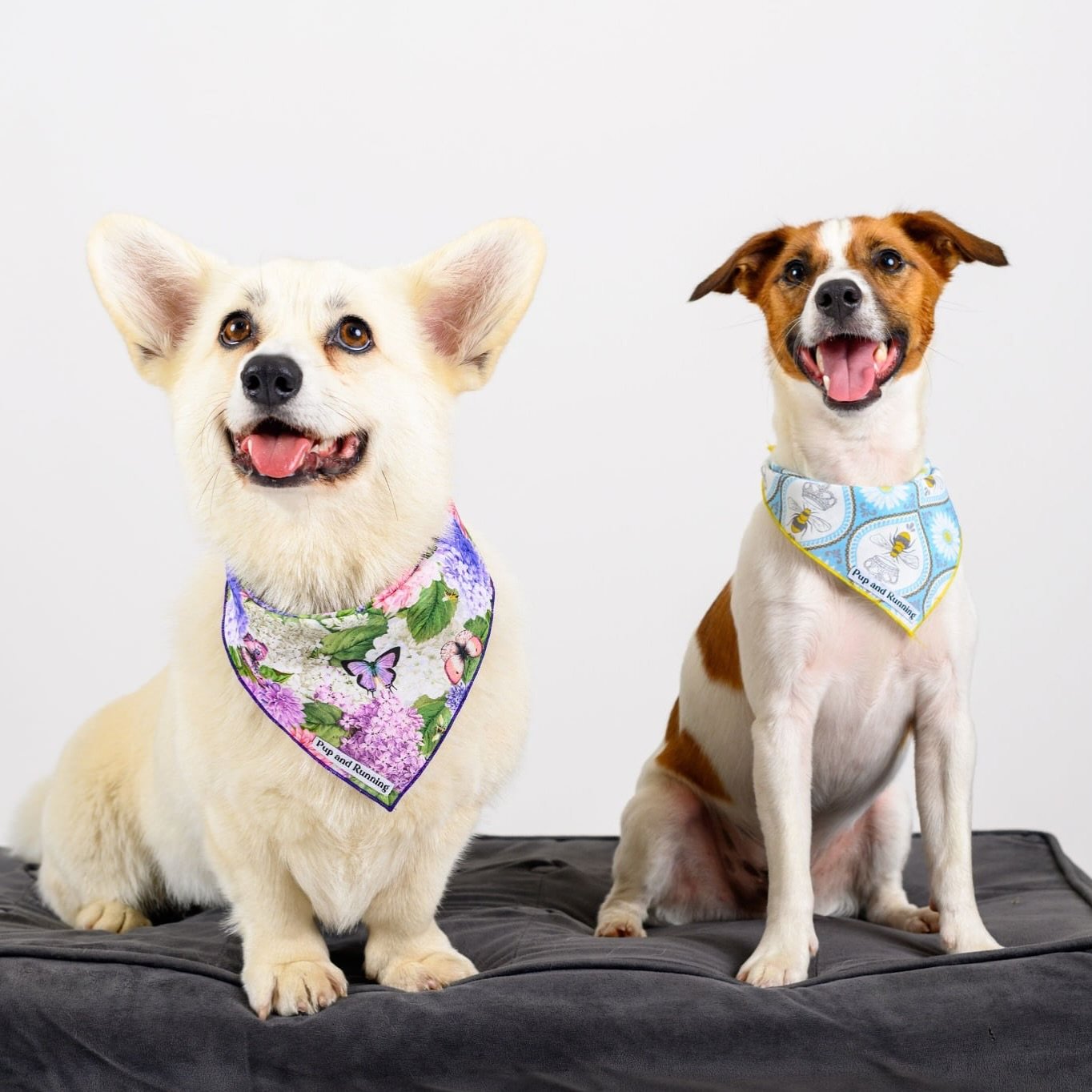 New blog! What your dogs style&hellip; says about YOU! Comment blog and I&rsquo;ll send you the link 🔗