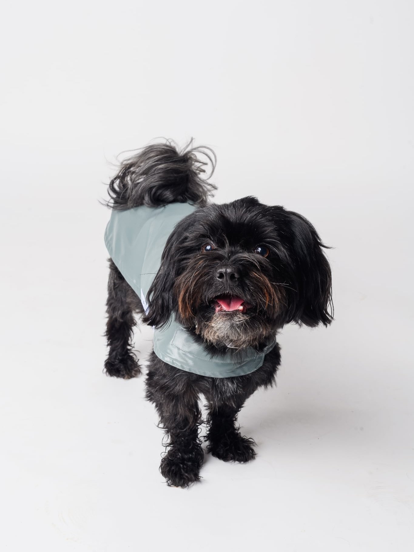Raincoats are coming. And not the bulky, fleece-lined ones that make your dog overheat.

These are made for real walks in real weather.
✅ Fully waterproof
✅ Lightweight parka lining
✅ No leg holes, all Velcro
✅ Made to order, right here in NZ

Launch