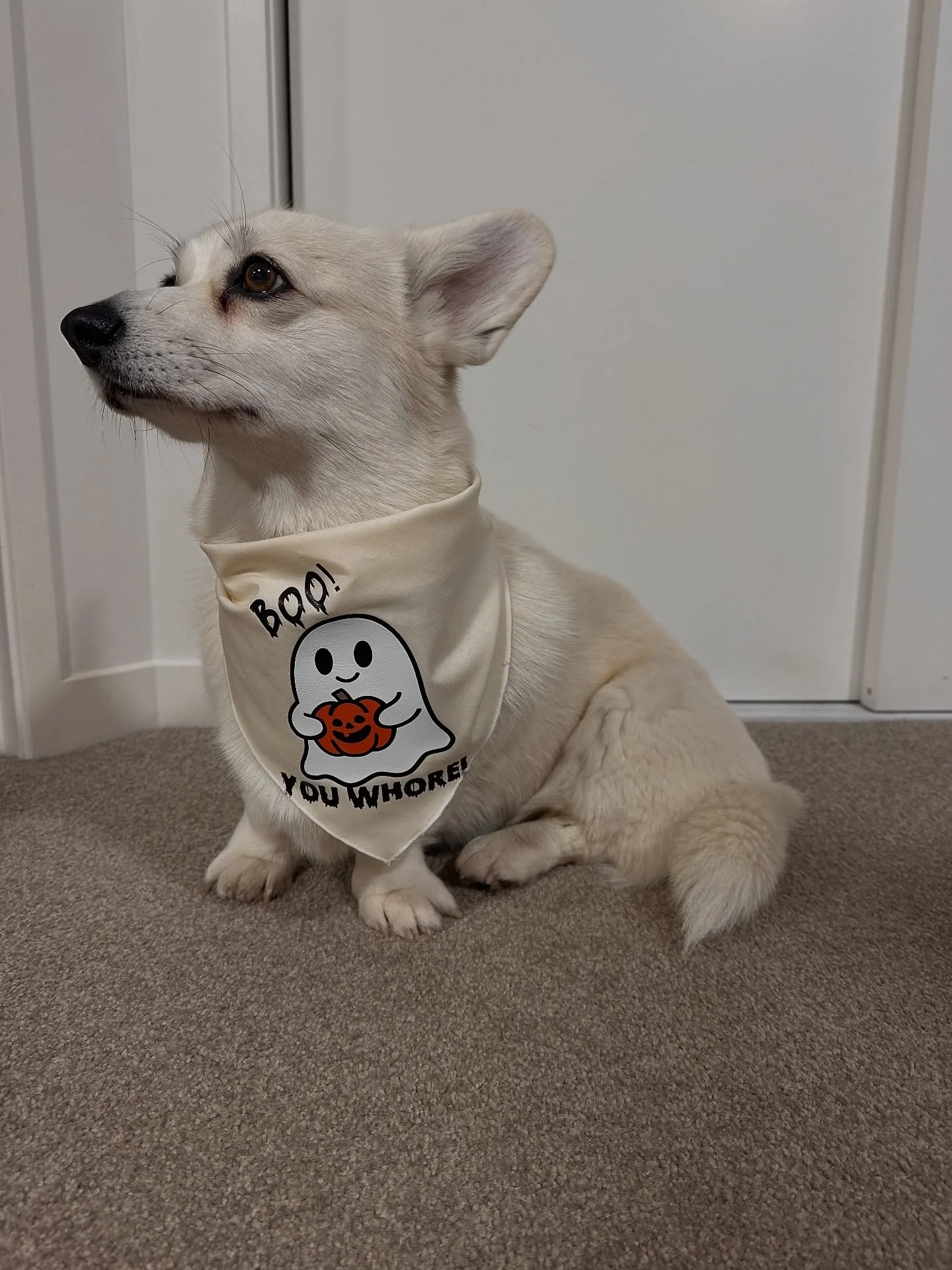 What did you this weekend? Petal got to try on the new Halloween bandanas&hellip; nap with her dad 🤪 whilst I read my book and made some new cards to go out with orders.