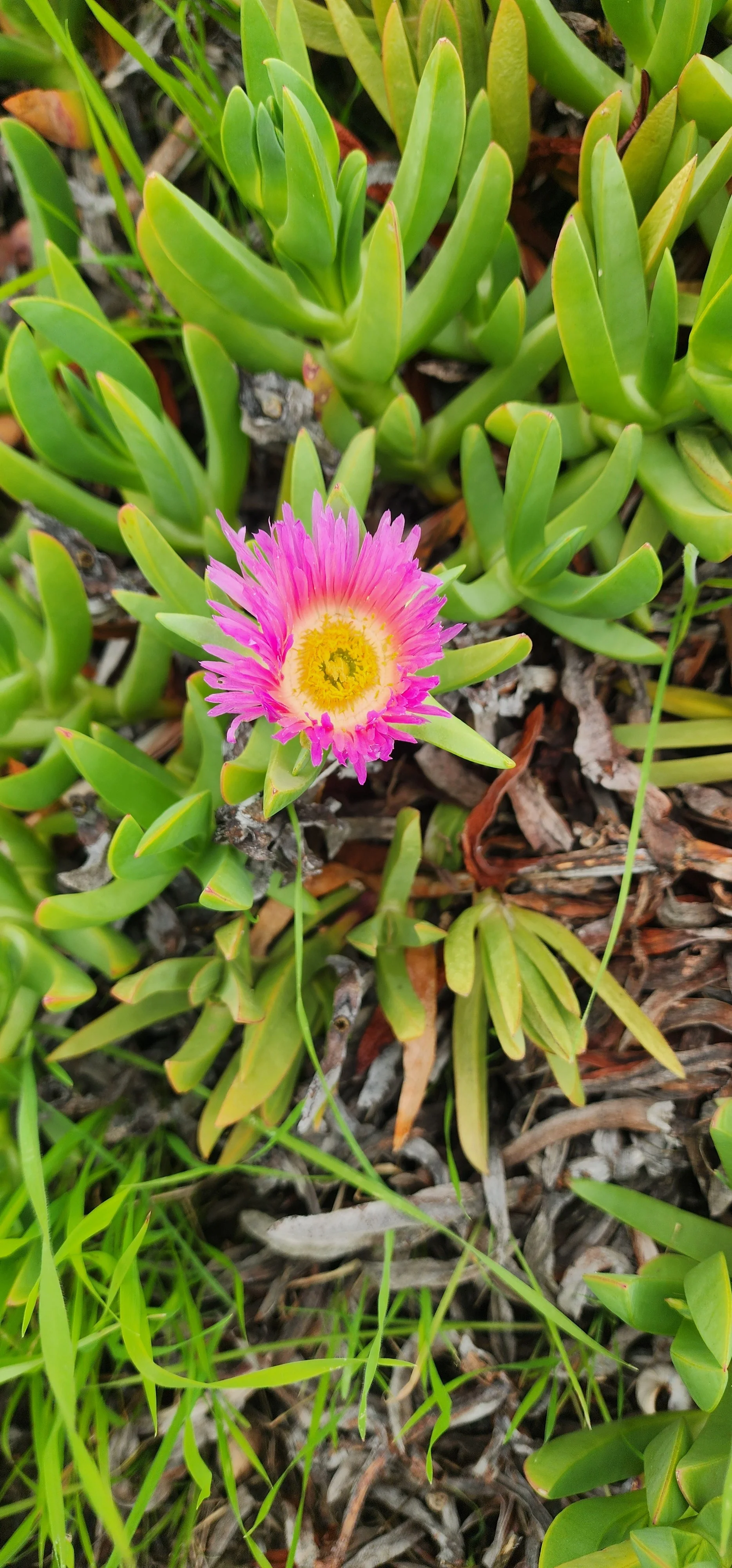 Entry No. 2: The Ice Plant Dilemma - Going Slow to Go Safe