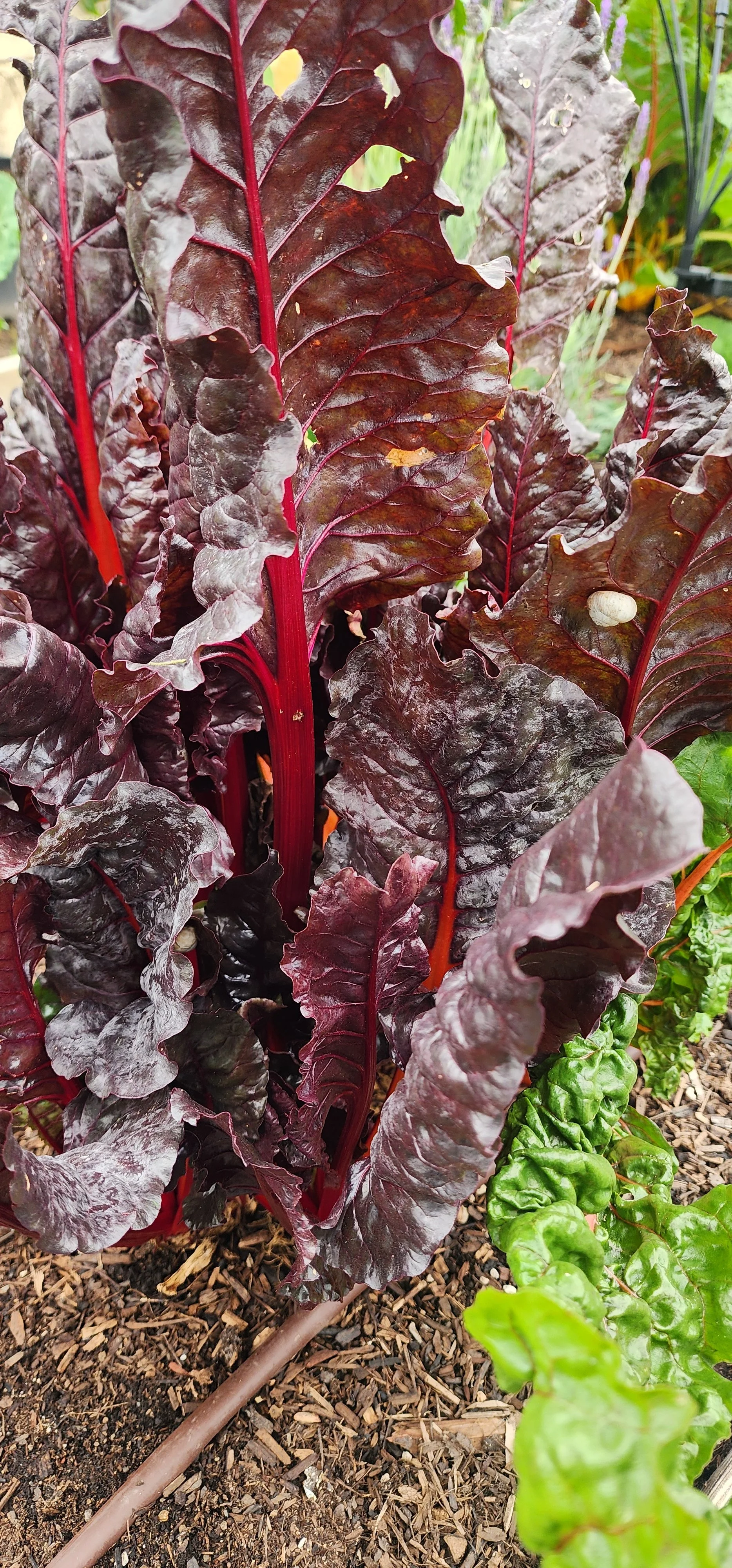 Sibee in the Garden red letture