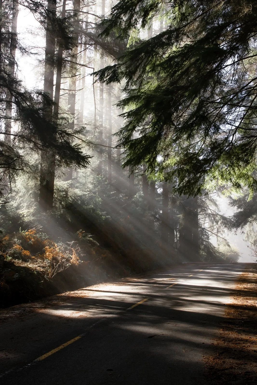 First Light