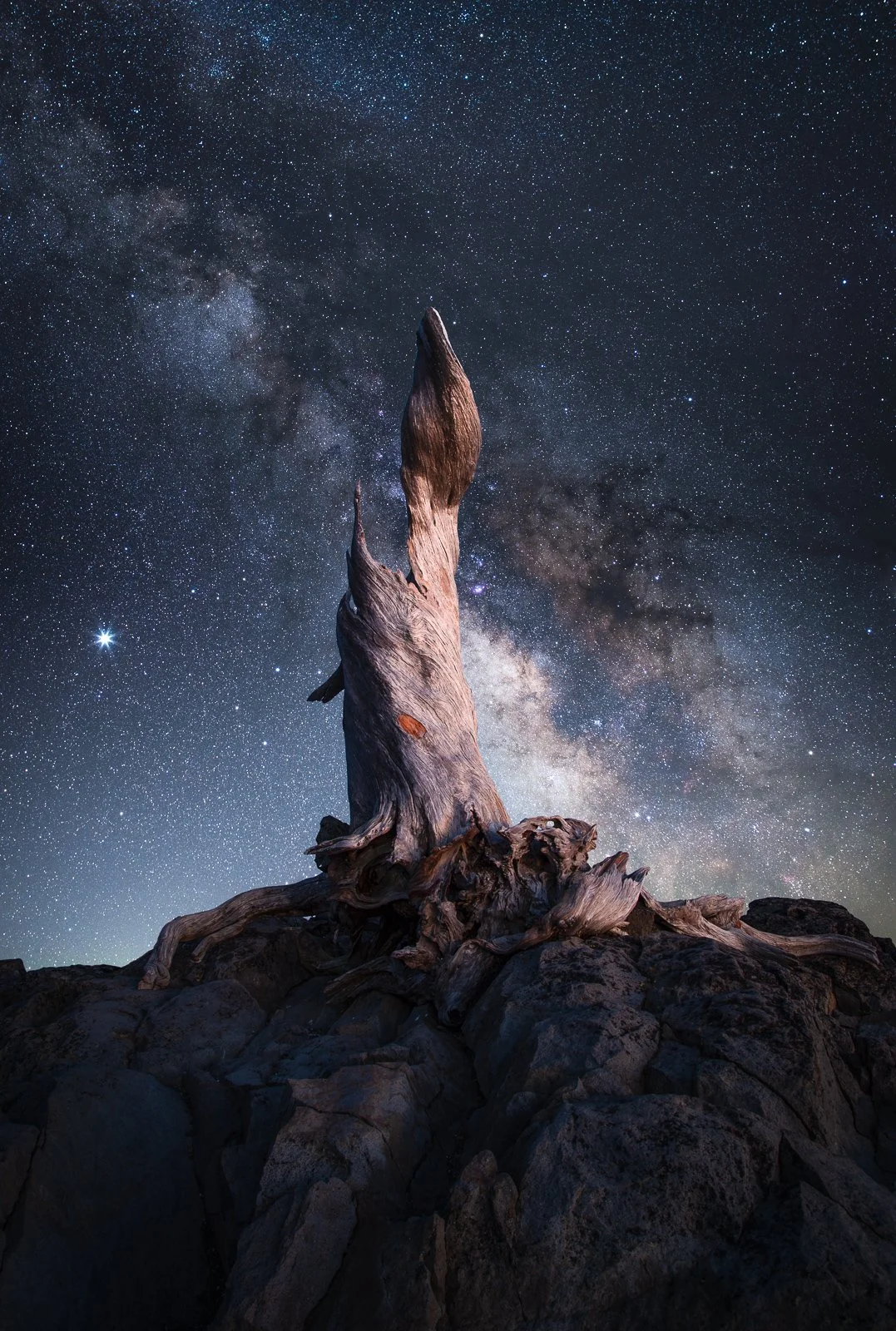 The Lone Tree (Editioned)