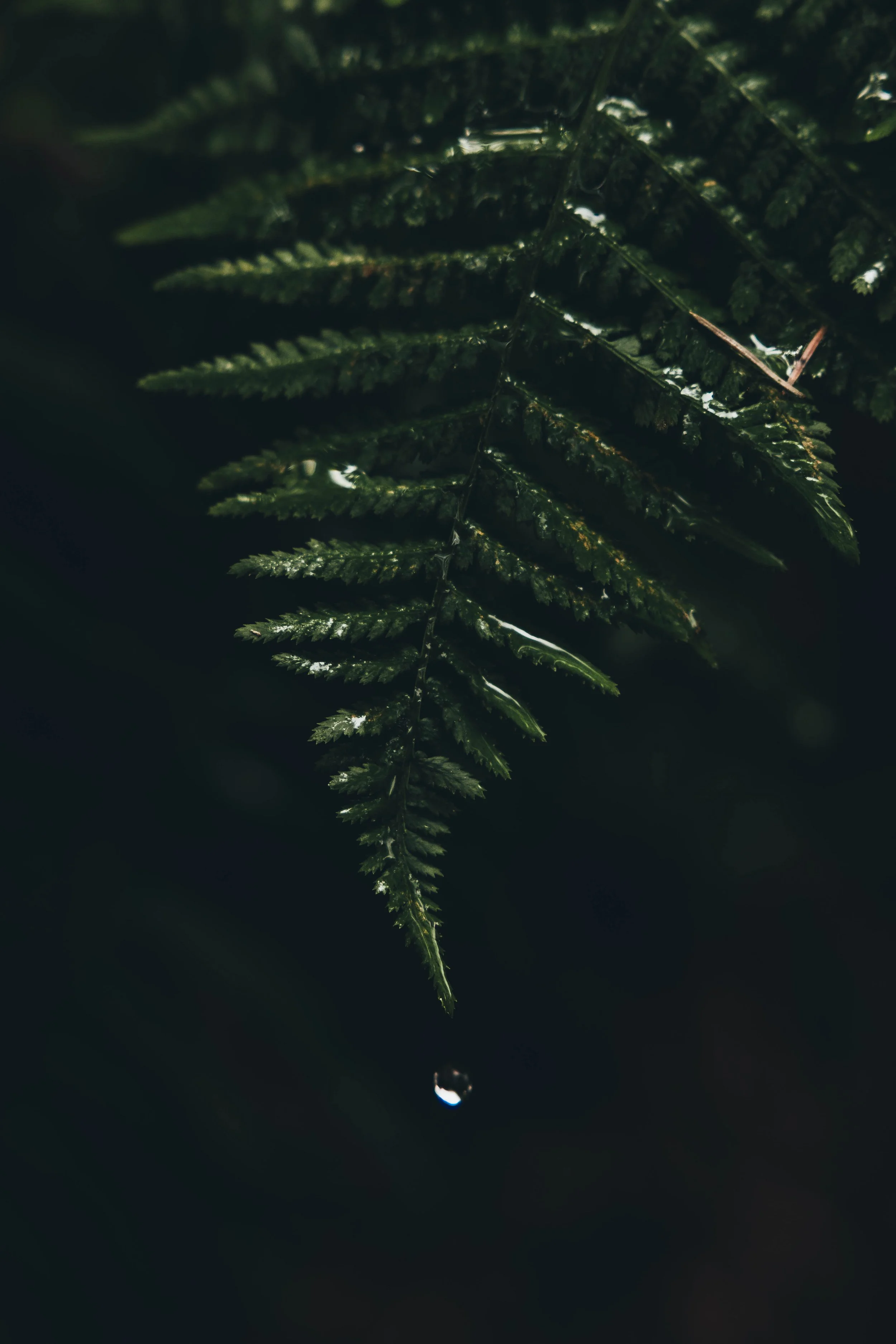 Droplet